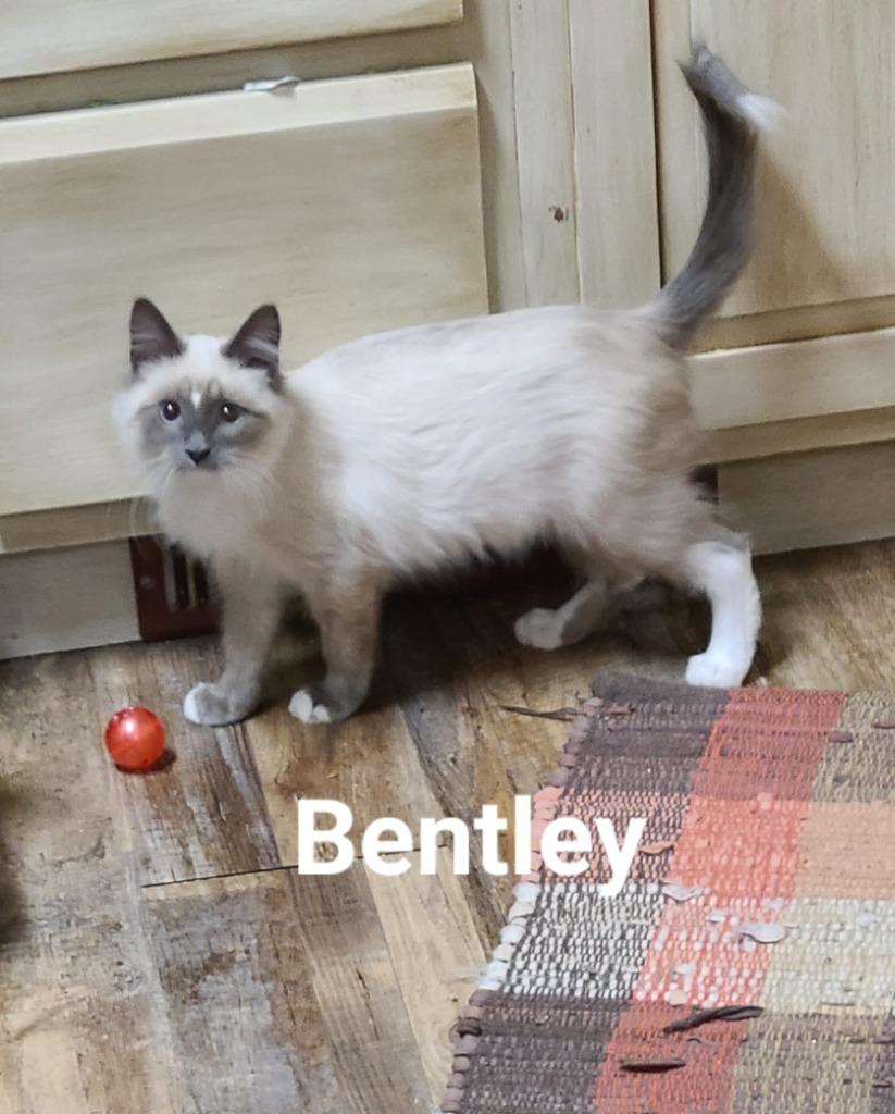 Bentley, a Adoptable mixed breed in Minot, ND image 4/6