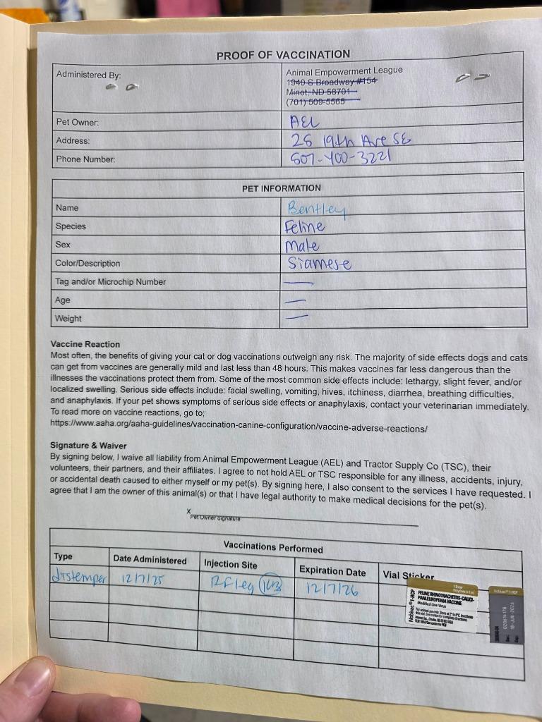 Bentley, a Adoptable mixed breed in Minot, ND image 5/6