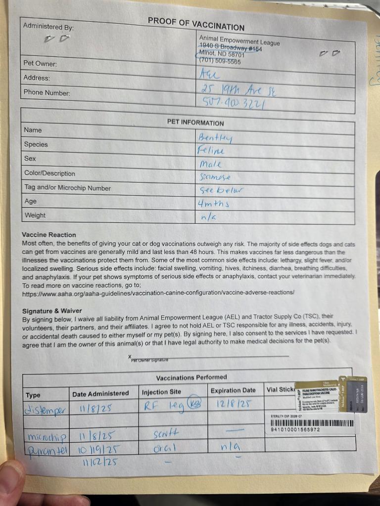 Bentley, a Adoptable mixed breed in Minot, ND image 6/6