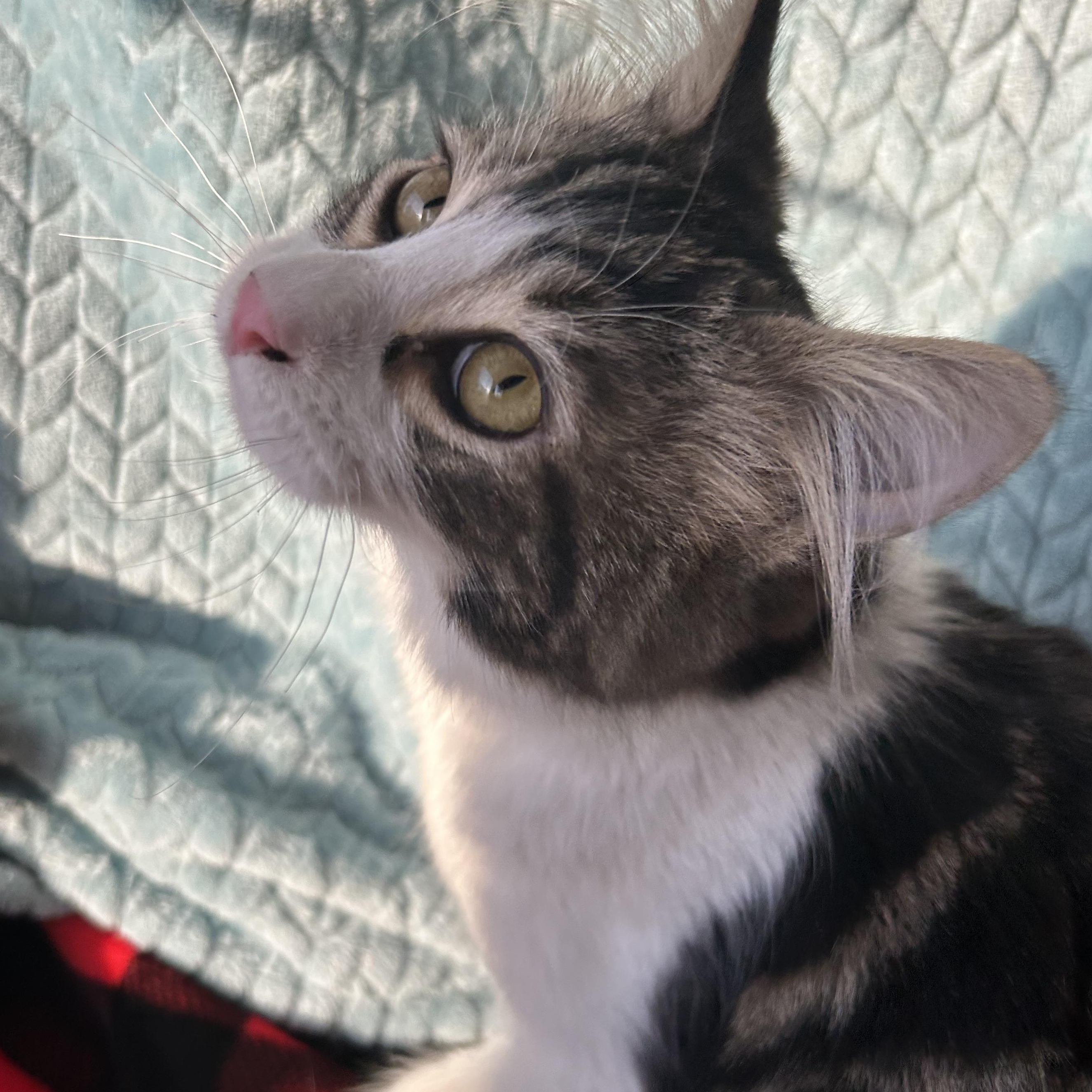 Enlarge Paul, an adopted Domestic Long Hair in Madison Heights, MI image 2/4