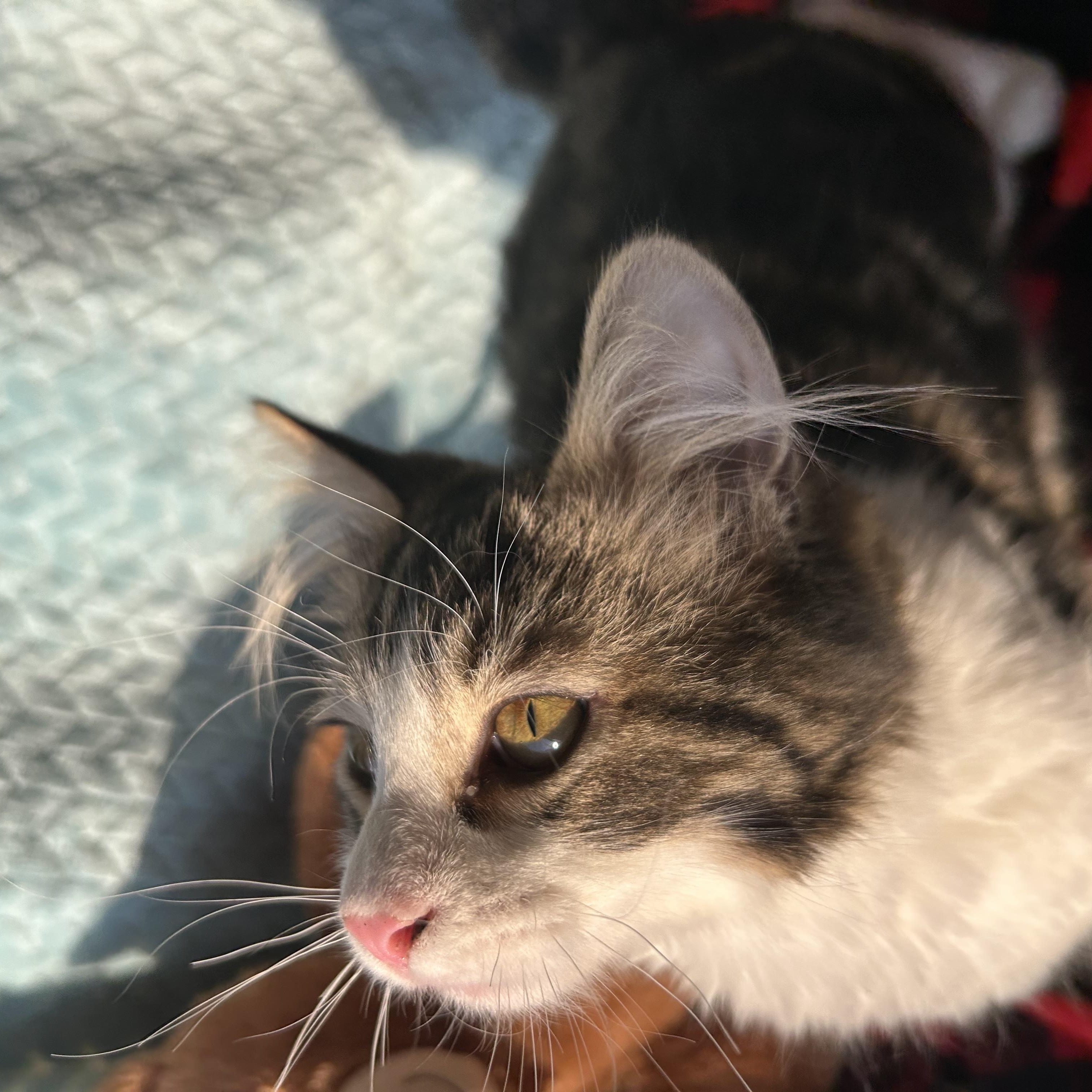 Enlarge Paul, an adopted Domestic Long Hair in Madison Heights, MI image 3/4