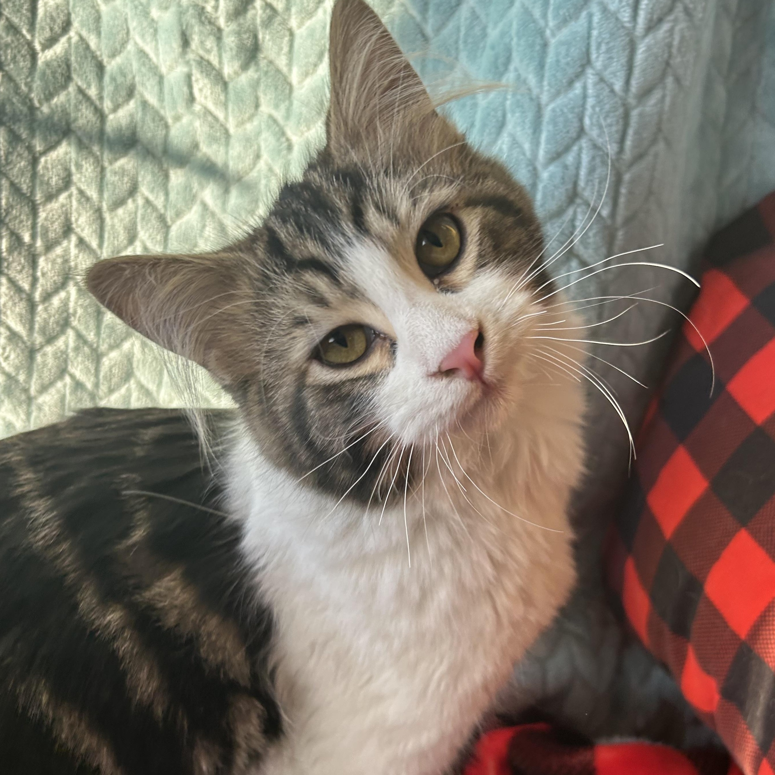 Enlarge Paul, an adopted Domestic Long Hair in Madison Heights, MI image 1/4