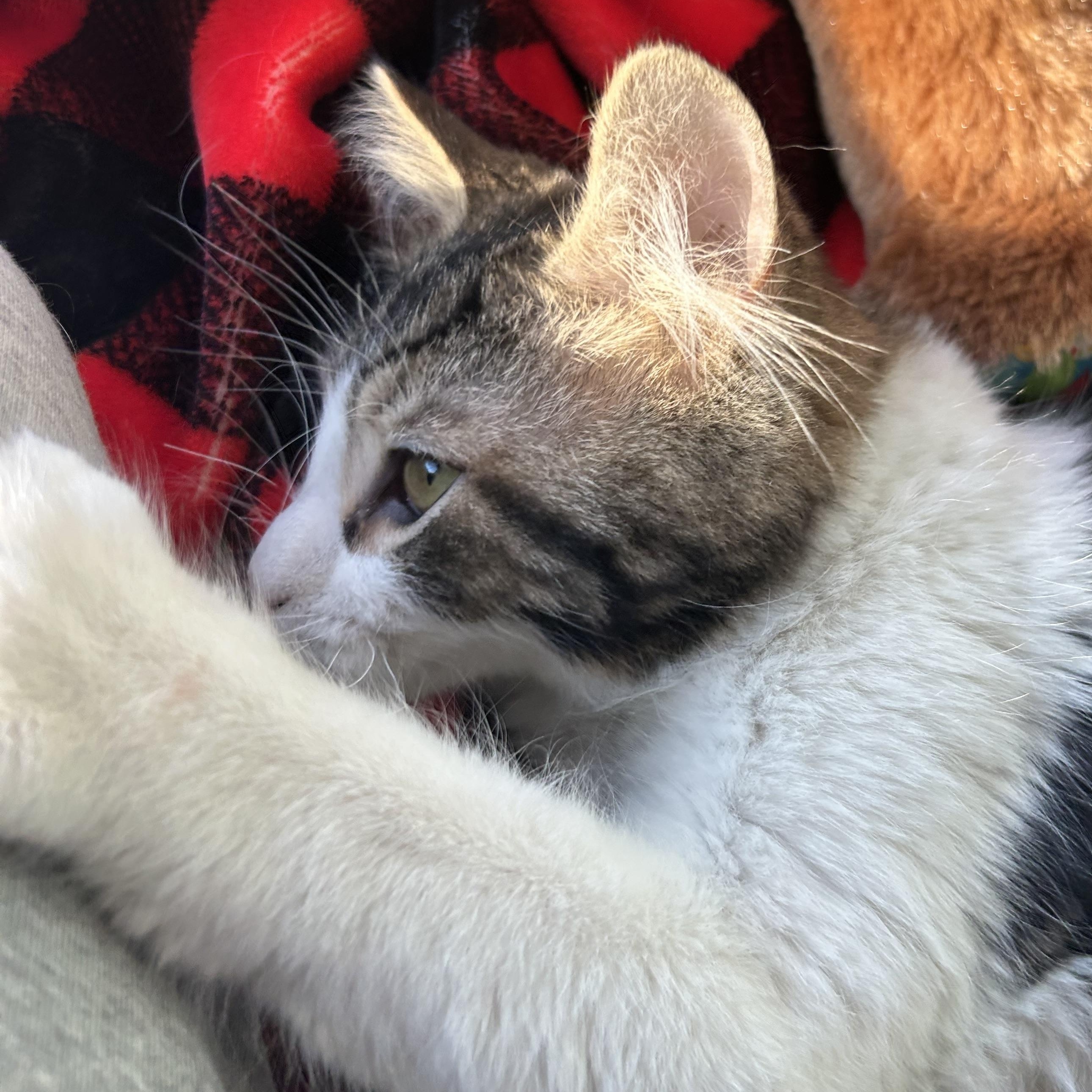 Enlarge Paul, an adopted Domestic Long Hair in Madison Heights, MI image 4/4