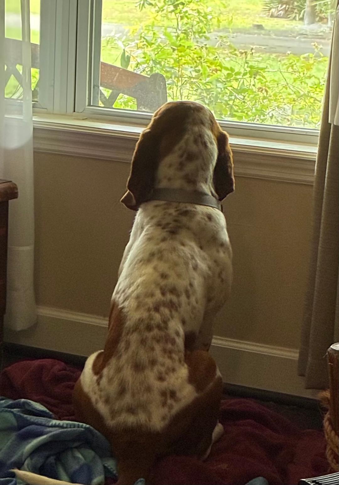 Enlarge Gracie, a ADOPTABLE Basset Hound in Auburndale, FL image 3/5
