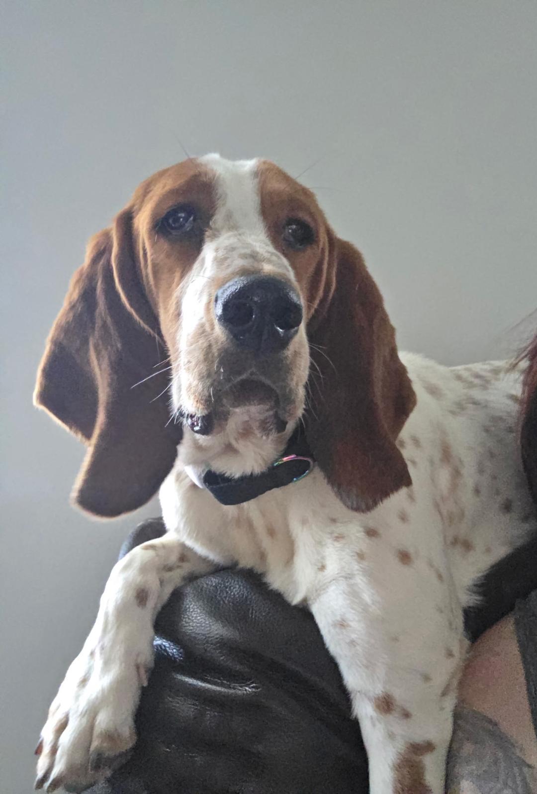 Enlarge Gracie, a ADOPTABLE Basset Hound in Auburndale, FL image 1/5