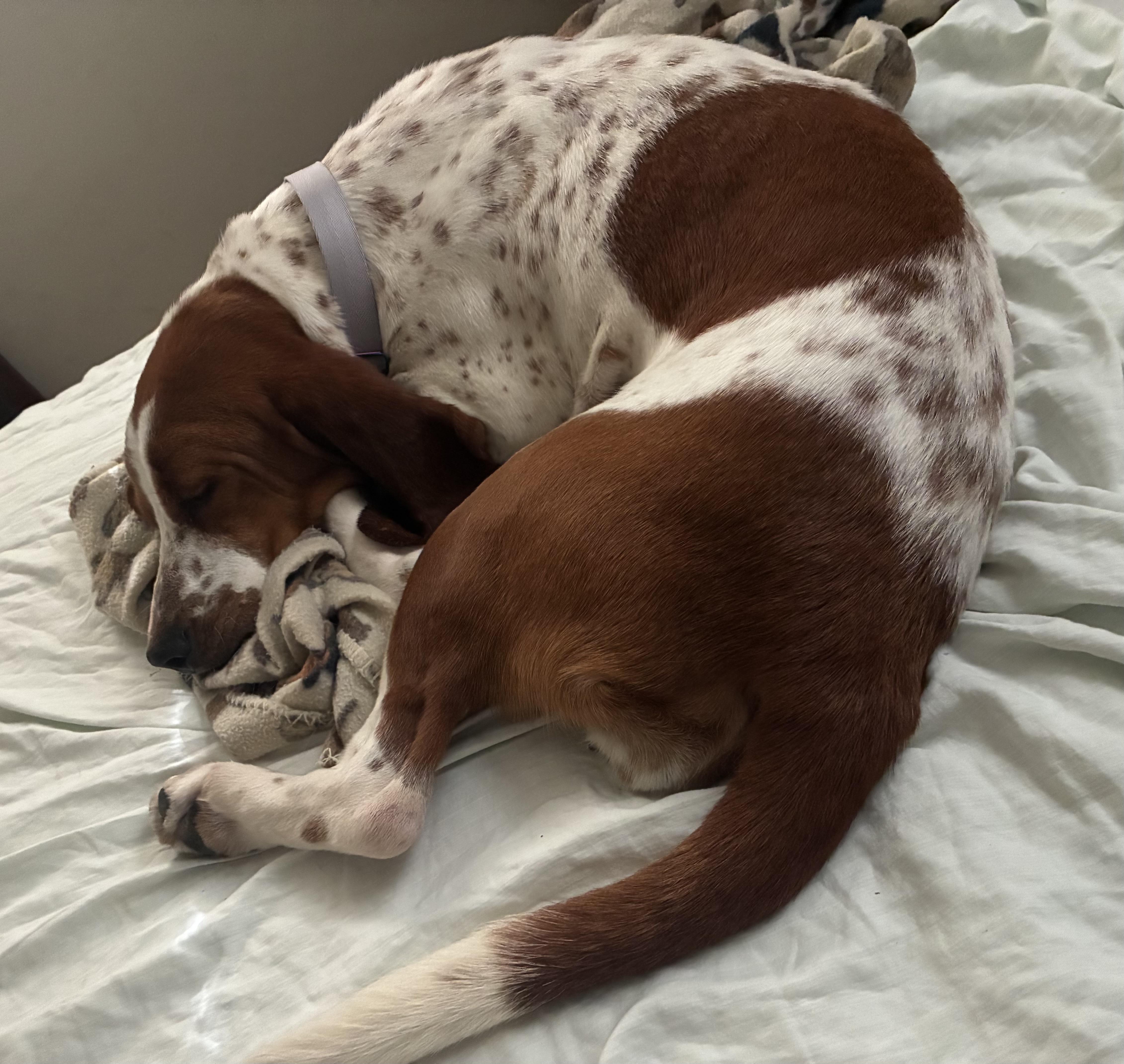 Enlarge Gracie, a ADOPTABLE Basset Hound in Auburndale, FL image 4/5