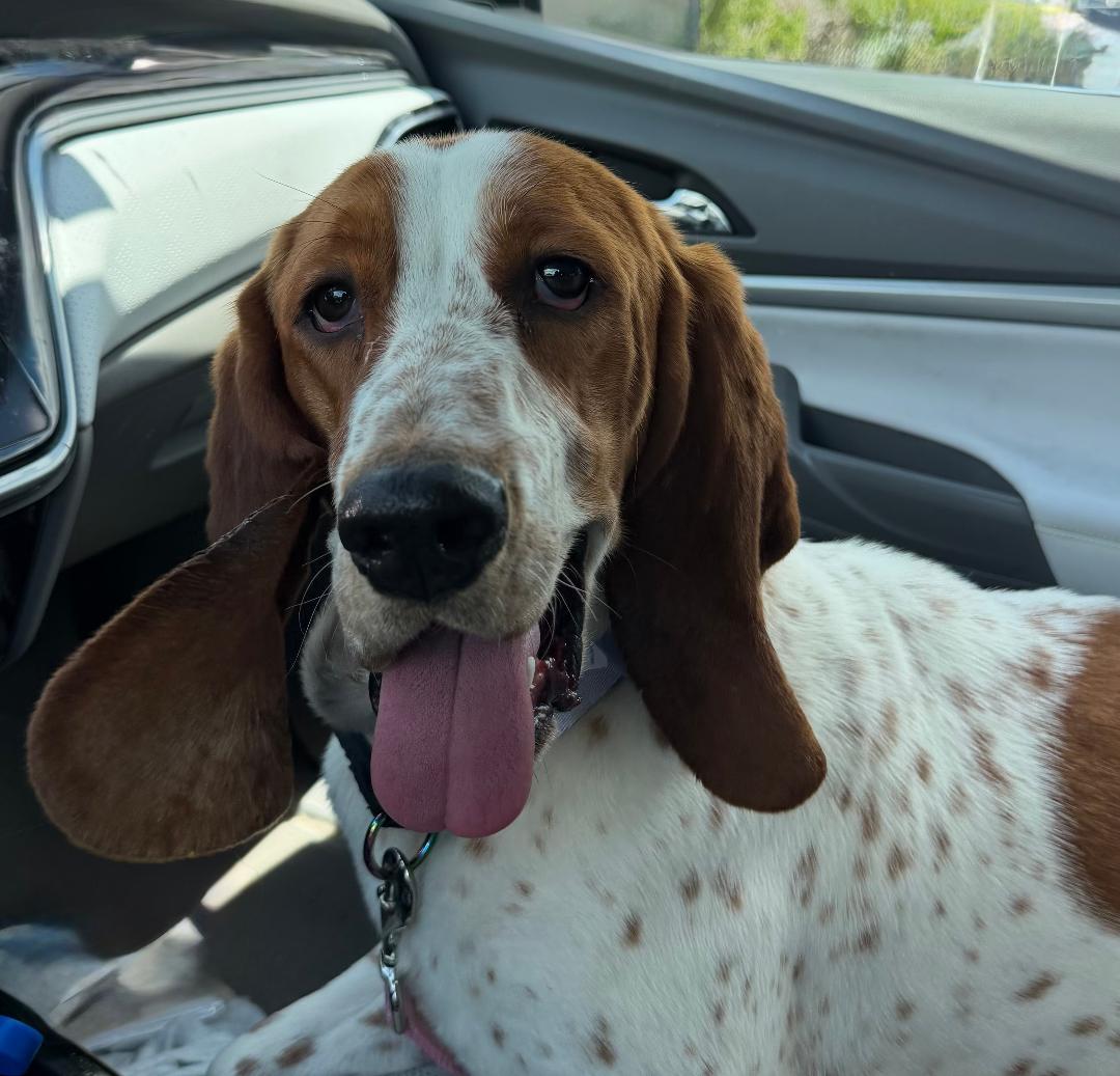 Enlarge Gracie, a ADOPTABLE Basset Hound in Auburndale, FL image 5/5