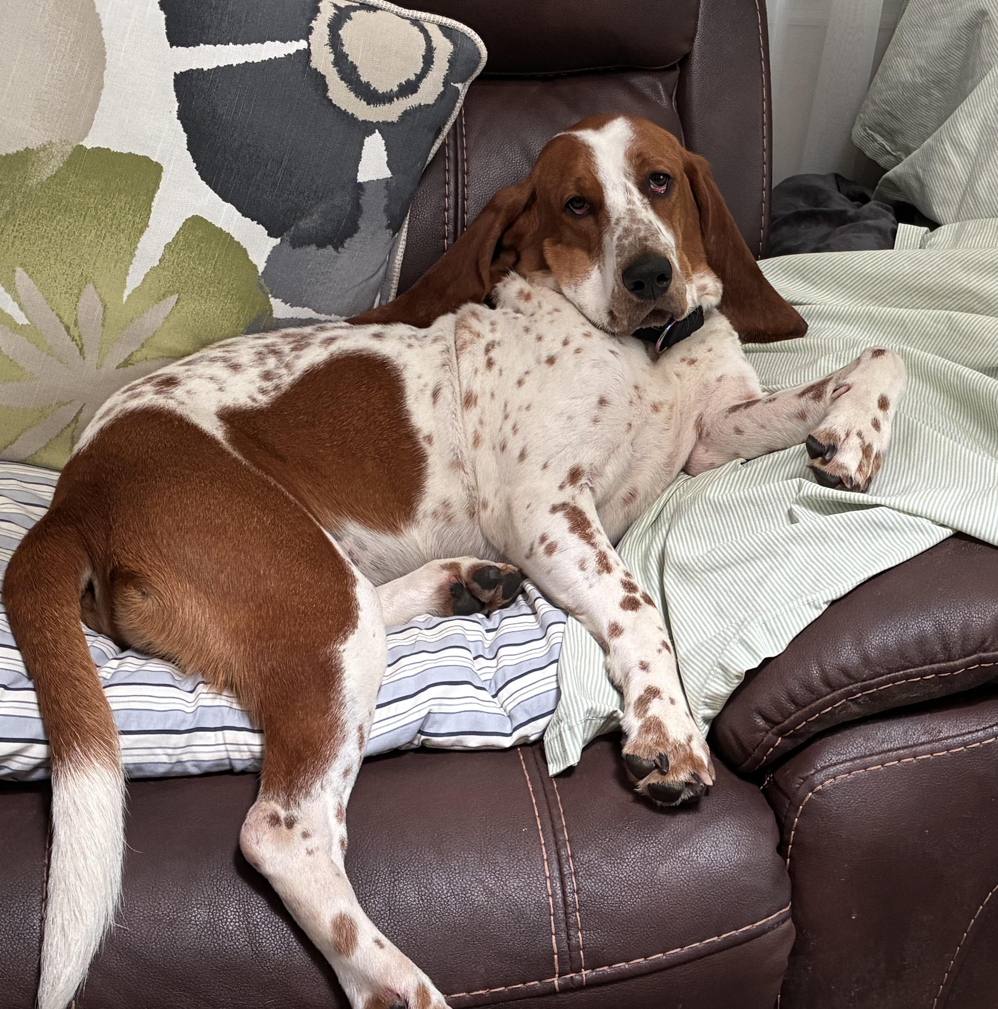Enlarge Gracie, a ADOPTABLE Basset Hound in Auburndale, FL image 2/5