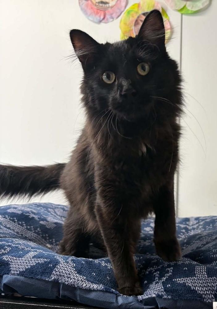 Farmer John, Adoptable, Adult Male Domestic Medium Hair.