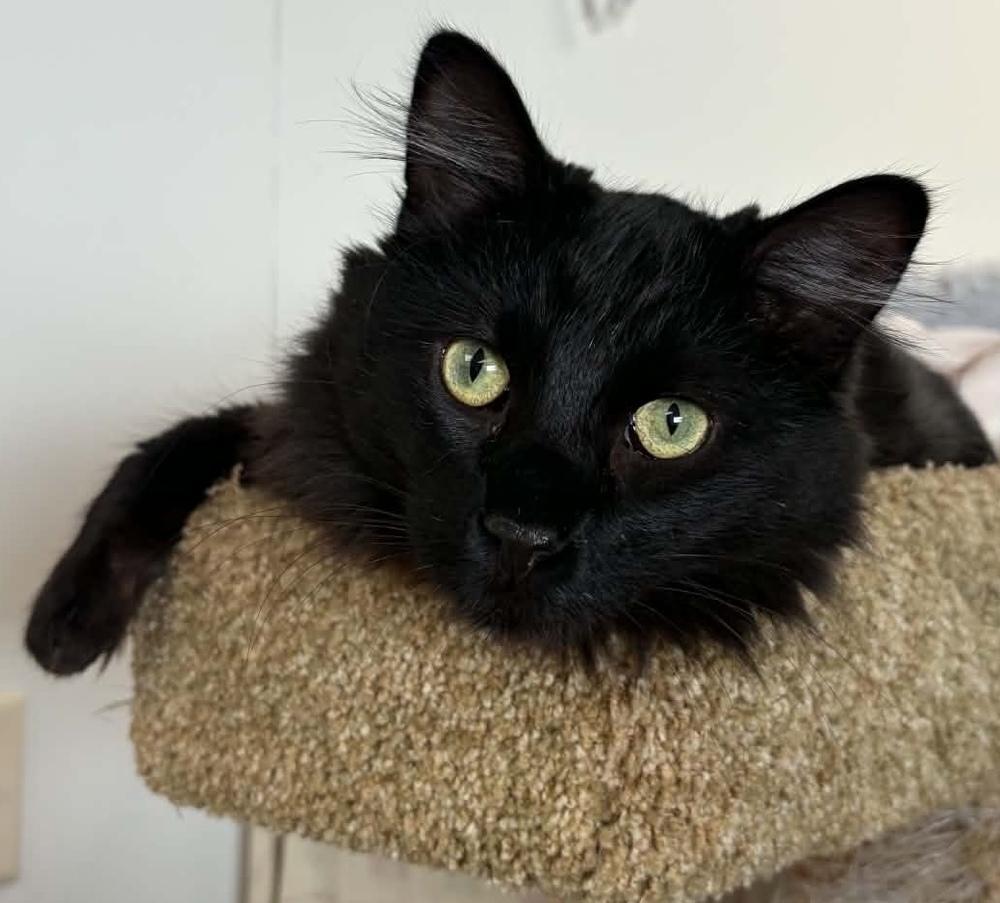 Enlarge Farmer John, a Adoptable Domestic Medium Hair in Fremont, NE image 2/2