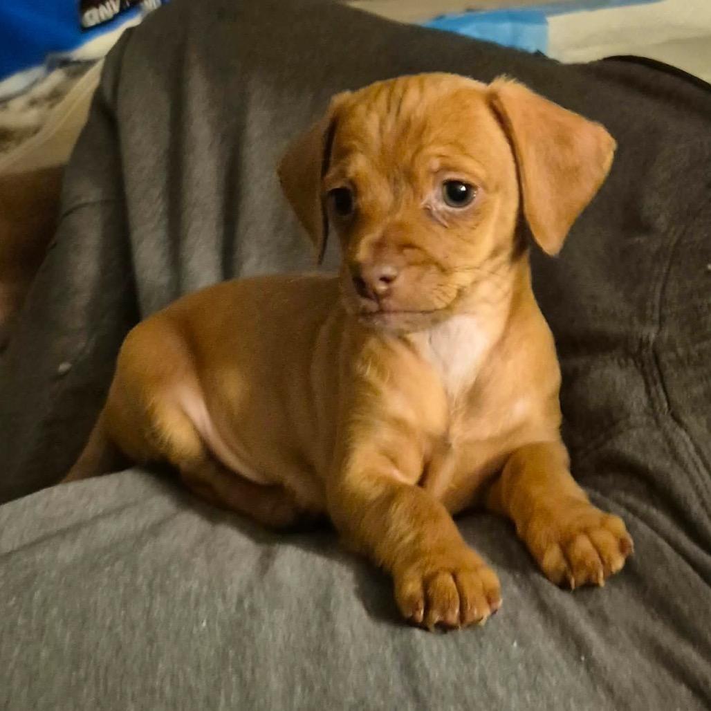 Tiana, Adoptable, Puppy Female Dachshund.