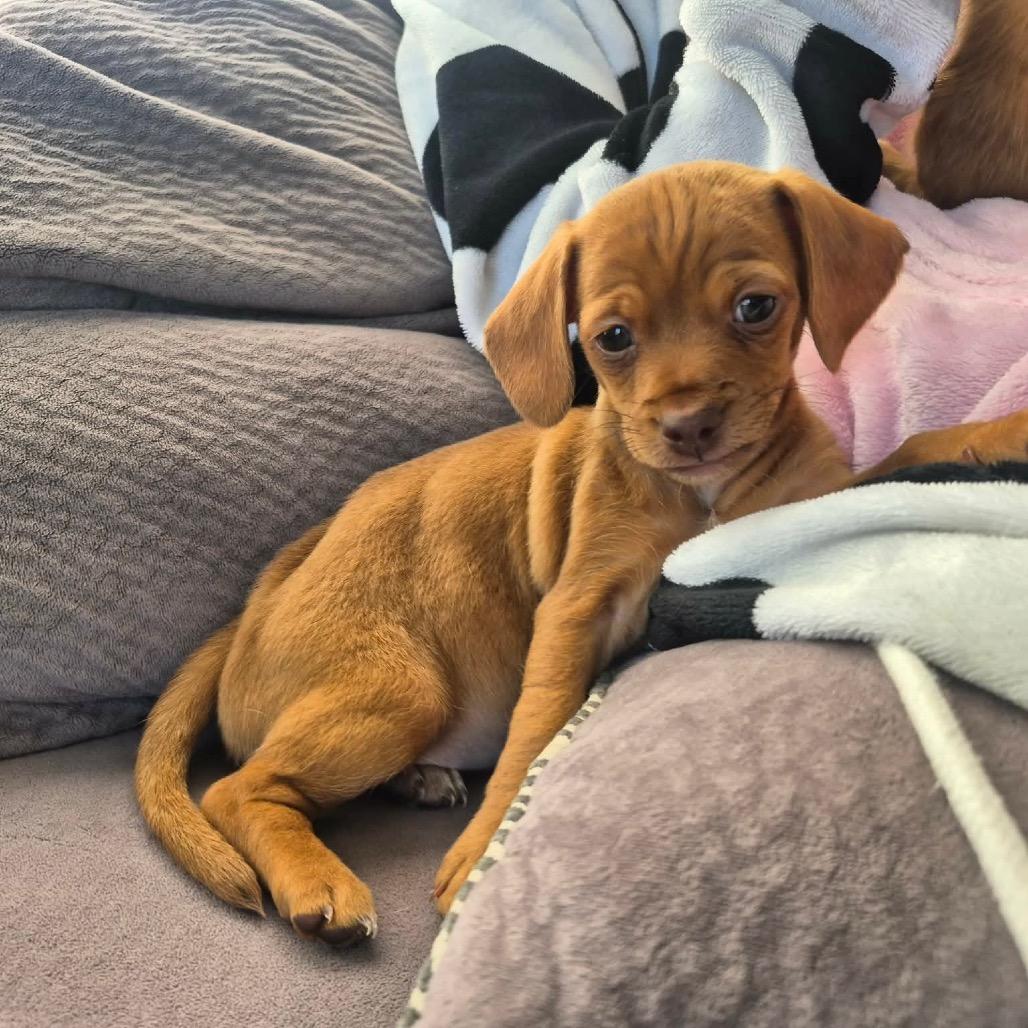 Enlarge Tiana, a Adoptable Dachshund in West Richland, WA image 2/6