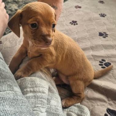 Enlarge Tiana, a Adoptable Dachshund in West Richland, WA image 3/6