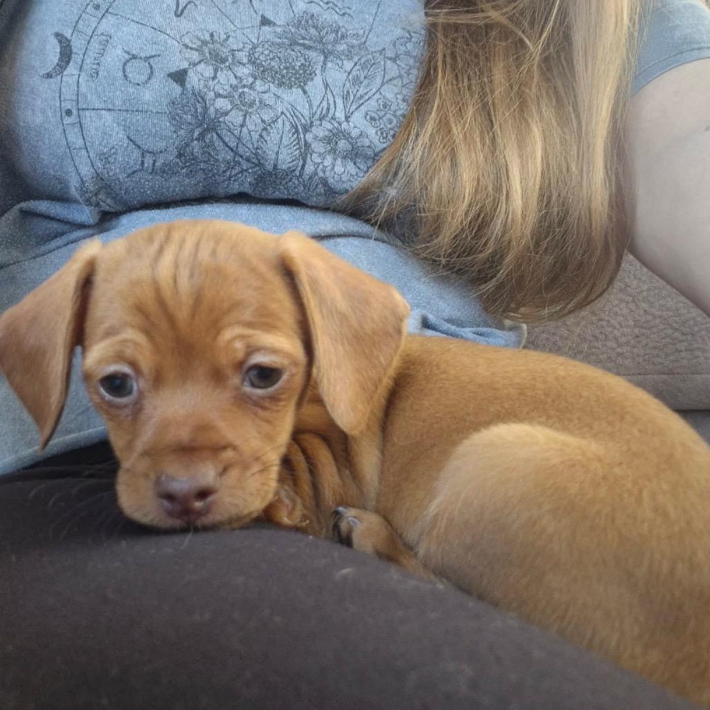 Enlarge Tiana, a Adoptable Dachshund in West Richland, WA image 4/6