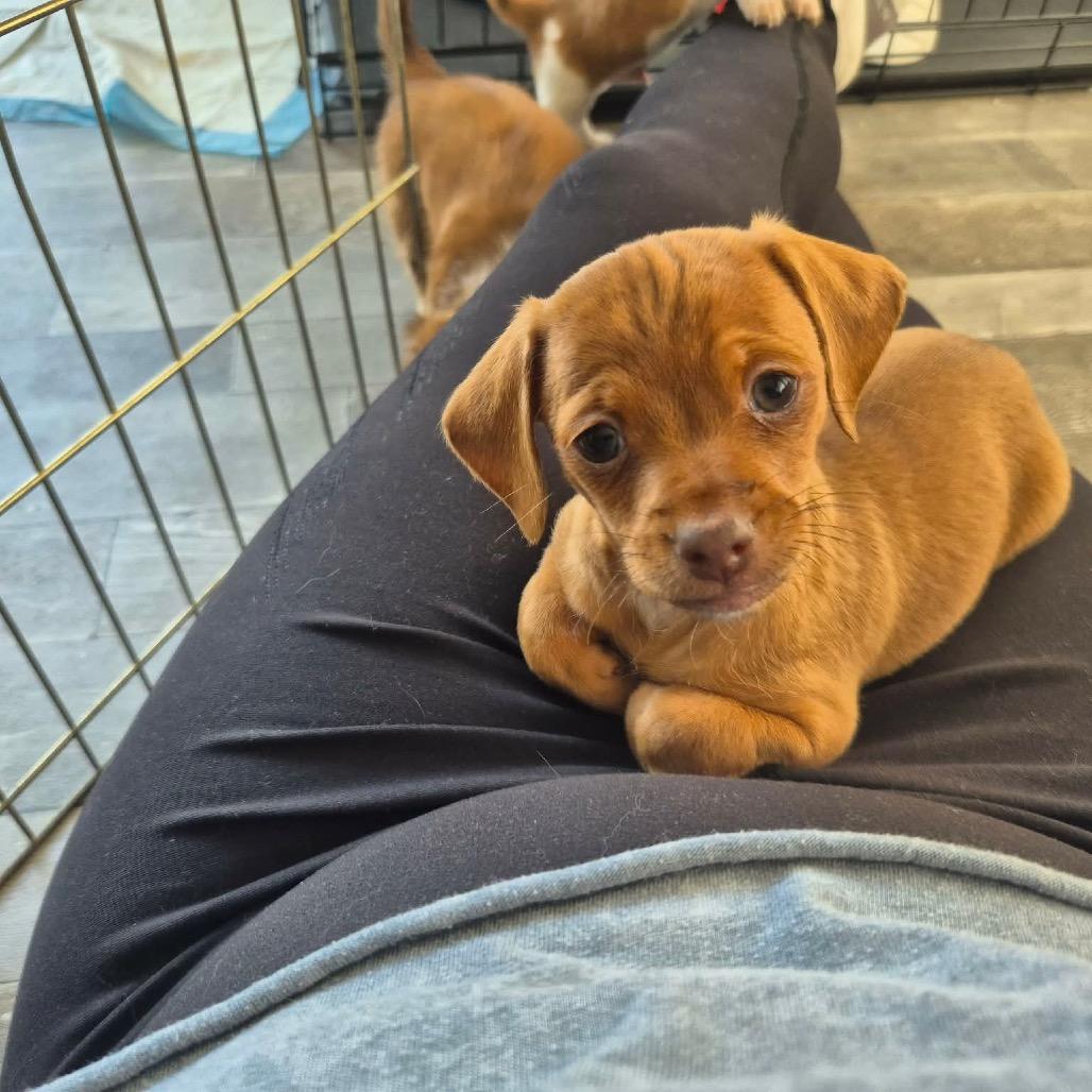 Enlarge Tiana, a Adoptable Dachshund in West Richland, WA image 5/6