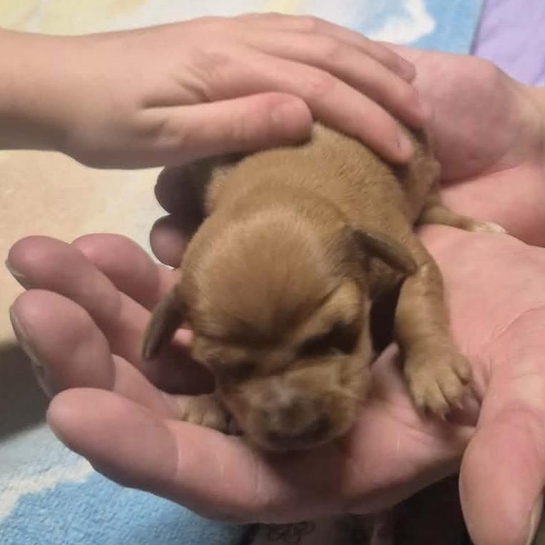 Enlarge Tiana, a Adoptable Dachshund in West Richland, WA image 6/6