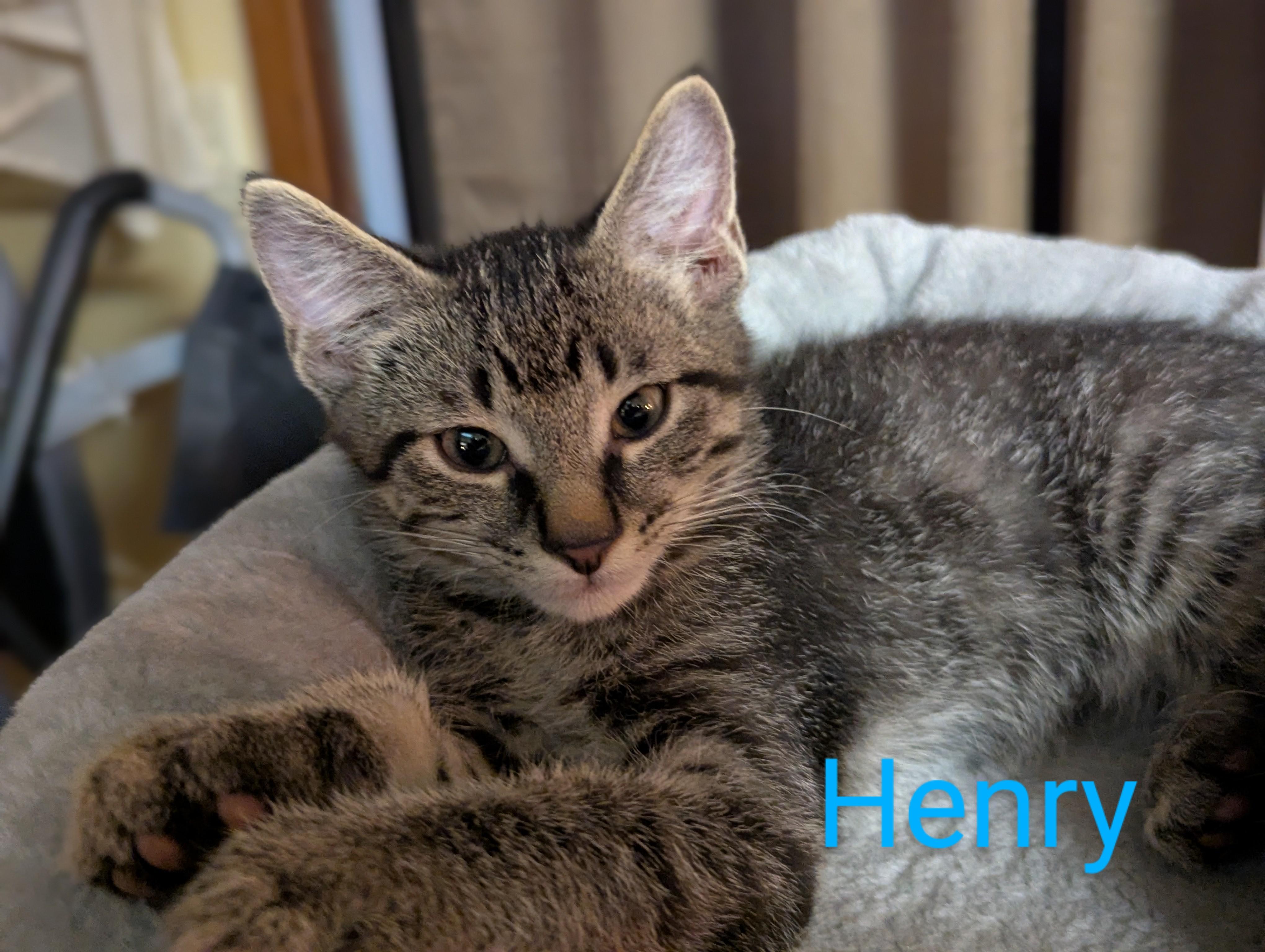 Henry, an adoptable Domestic Short Hair in Medford, WI, 54451 | Photo Image 1