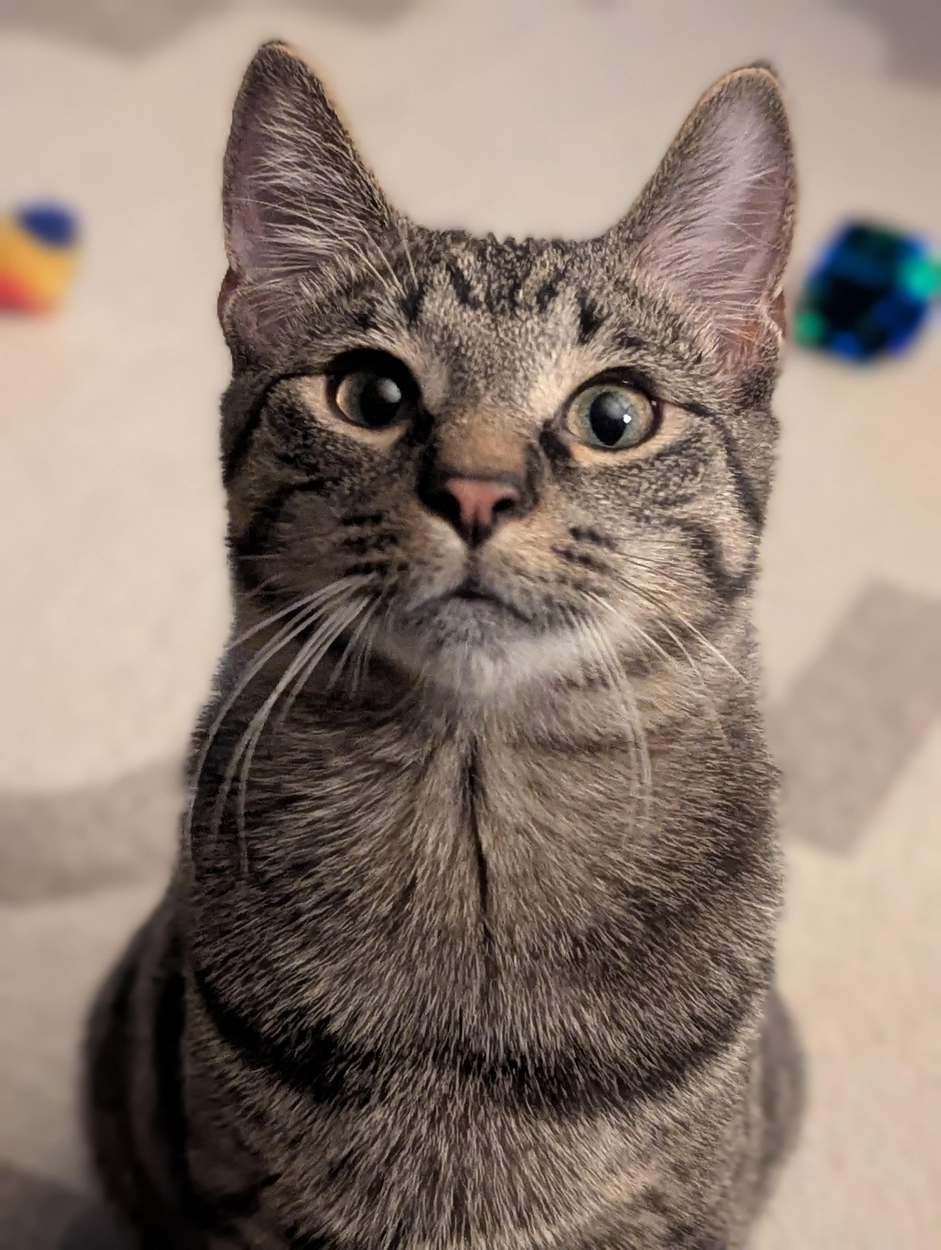 Henry, an adoptable Domestic Short Hair in Medford, WI, 54451 | Photo Image 1