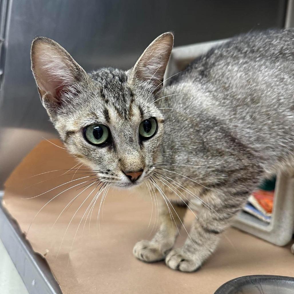 Azalea 26-05-065, Adoptable, Young Female Domestic Short Hair.