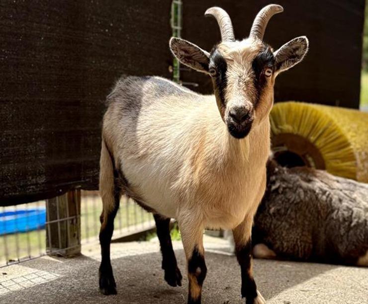 Deb, Adoptable, Adult Female Goat.