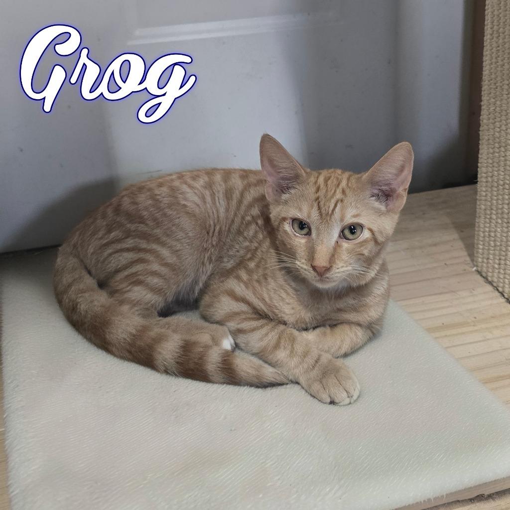 Grog, Adoptable, Kitten Male Domestic Short Hair.