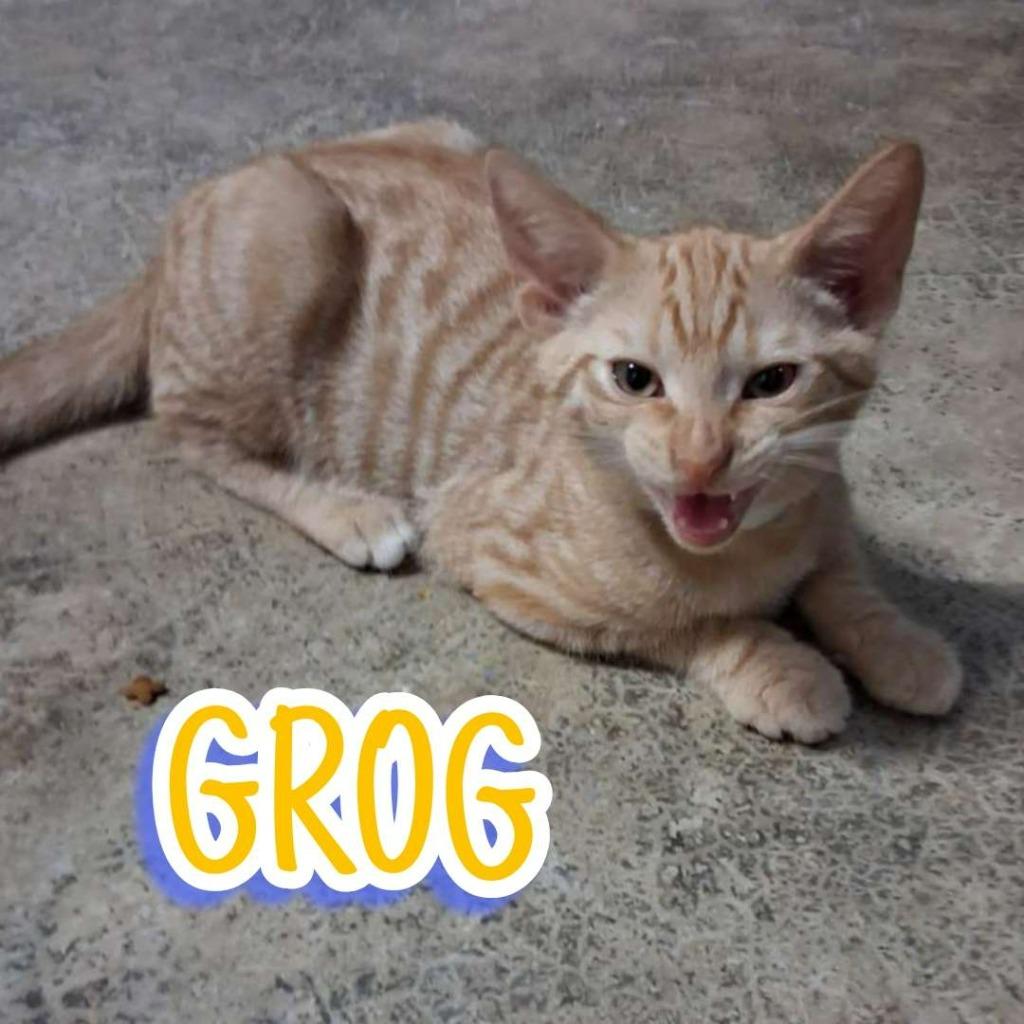 Enlarge Grog, a Adoptable Domestic Short Hair in Hillsboro, OH image 1/4
