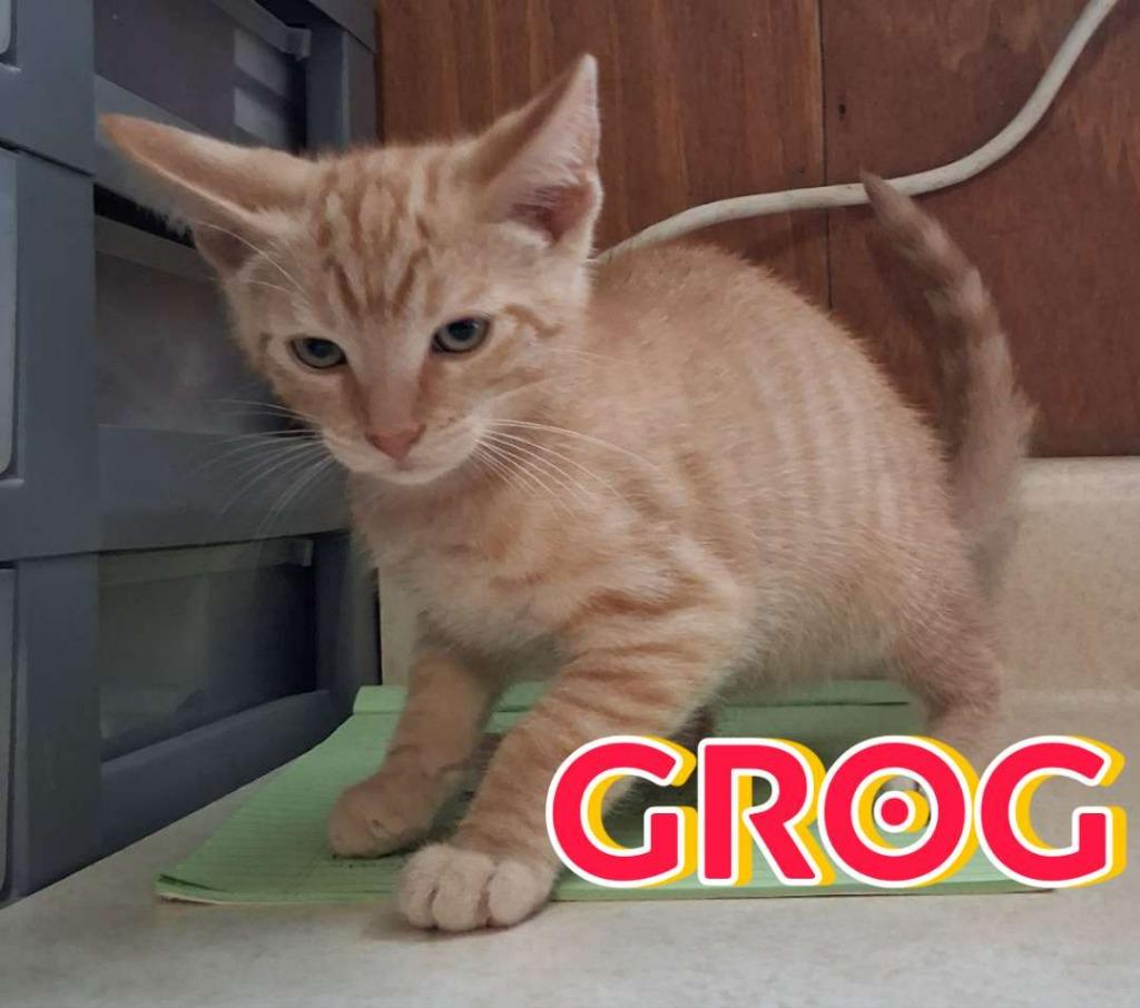 Grog, Adoptable, Kitten Male Domestic Short Hair.