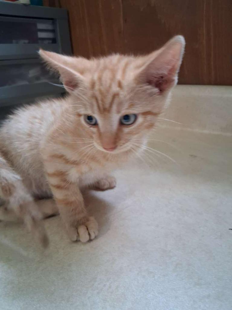 Enlarge Grog, a Adoptable Domestic Short Hair in Hillsboro, OH image 2/2