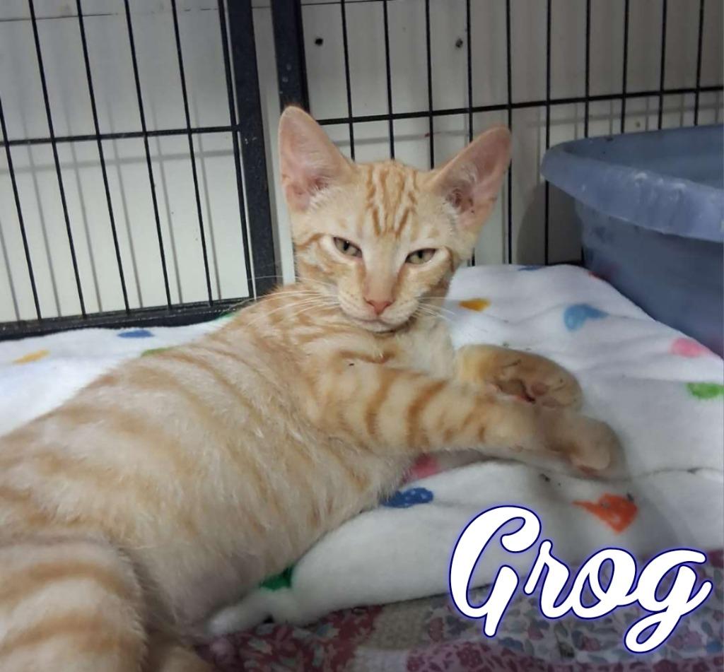 Enlarge Grog, a Adoptable Domestic Short Hair in Hillsboro, OH image 4/4