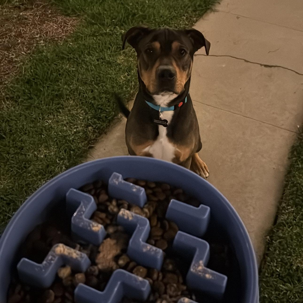 Enlarge Toretto, an adopted mixed breed in Marina del Rey, CA image 5/5