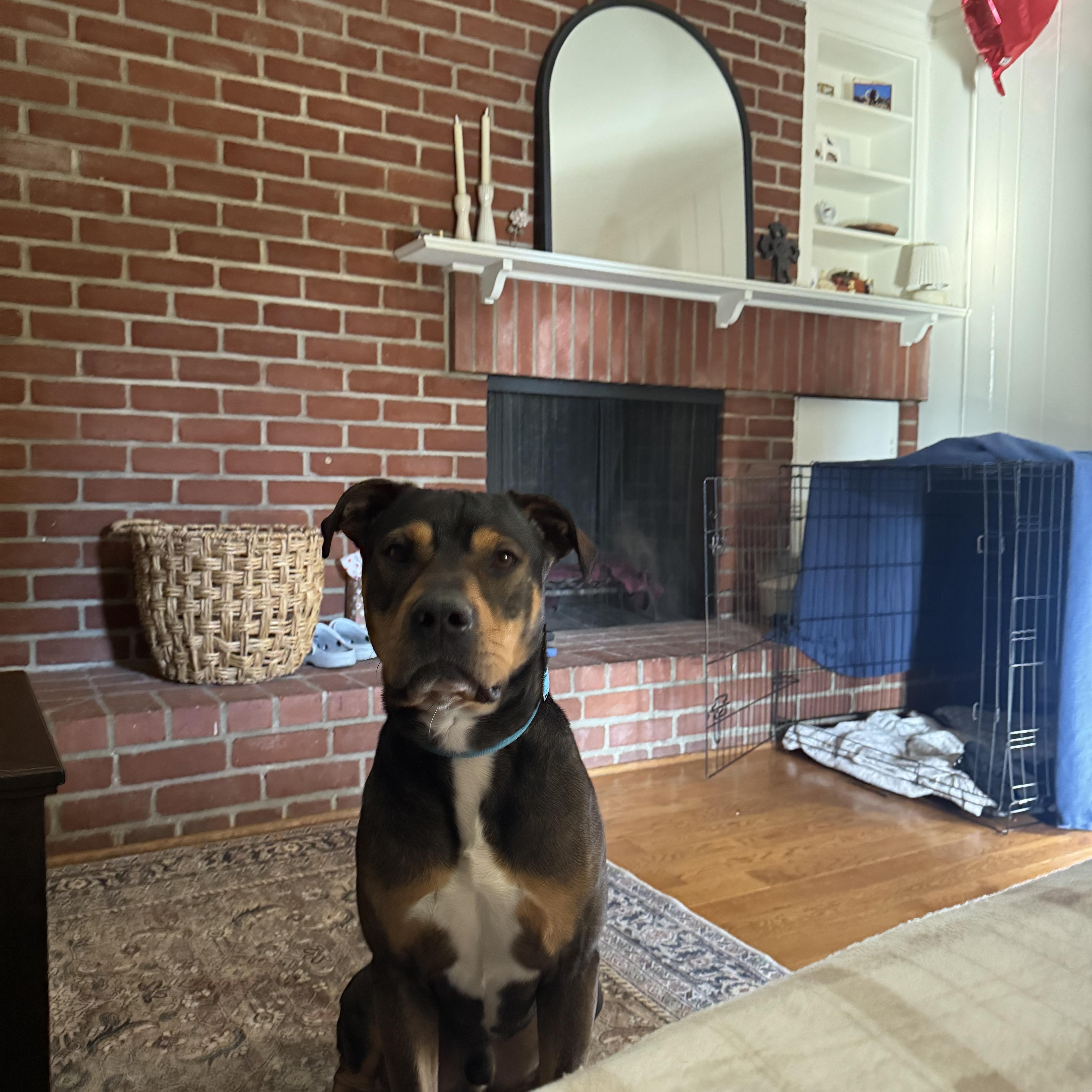 Enlarge Toretto, an adopted mixed breed in Marina del Rey, CA image 1/5