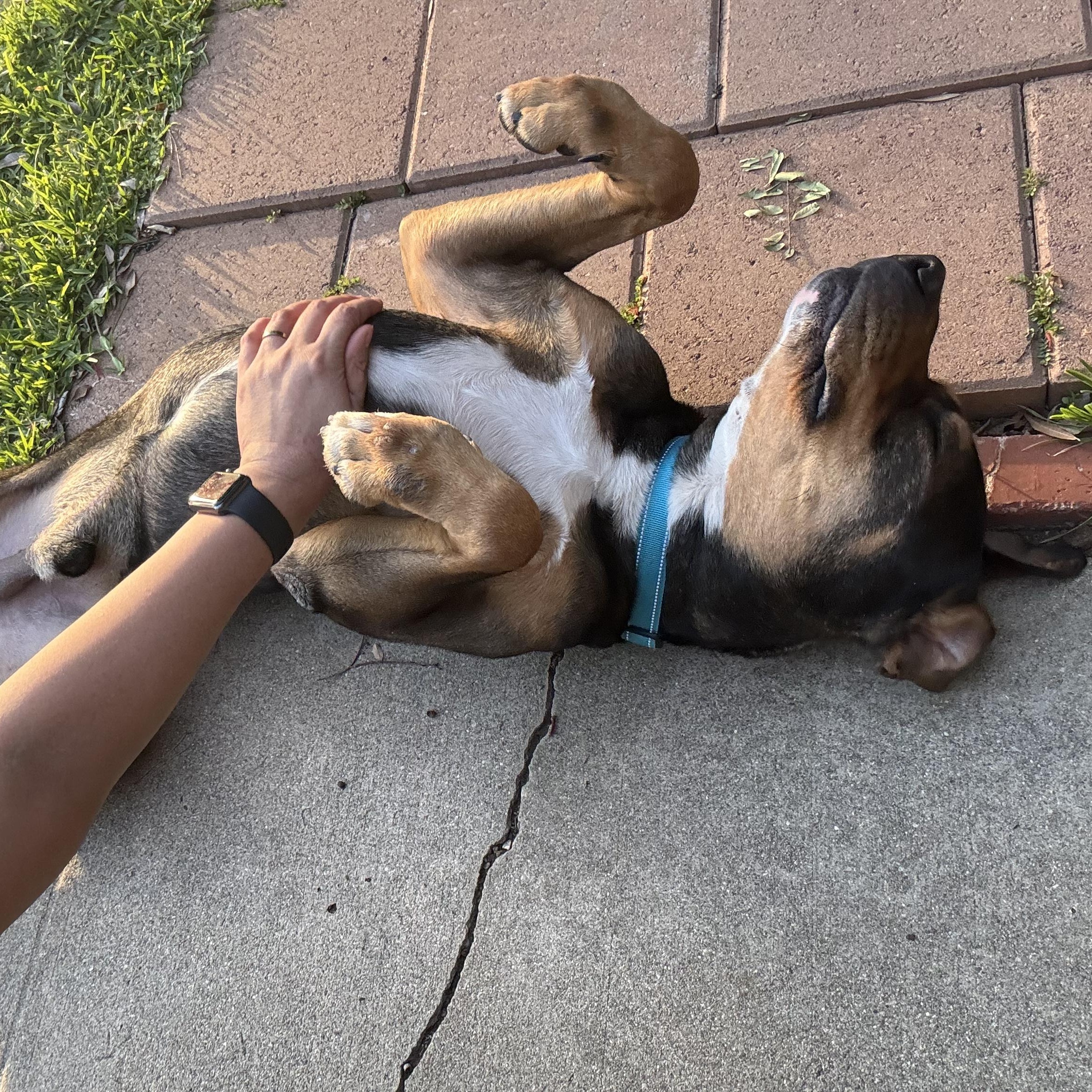 Enlarge Toretto, an adopted mixed breed in Marina del Rey, CA image 3/5