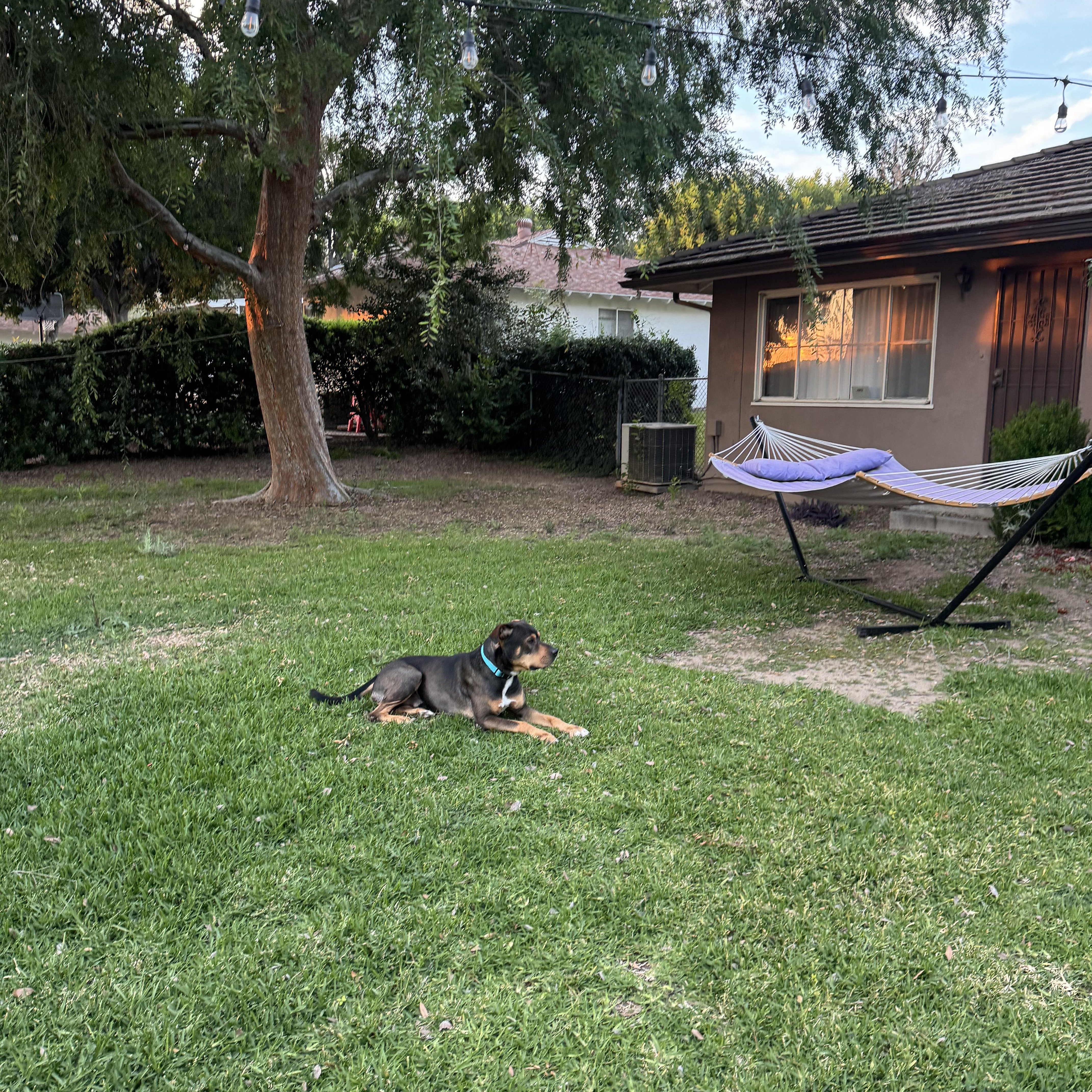 Enlarge Toretto, an adopted mixed breed in Marina del Rey, CA image 4/5