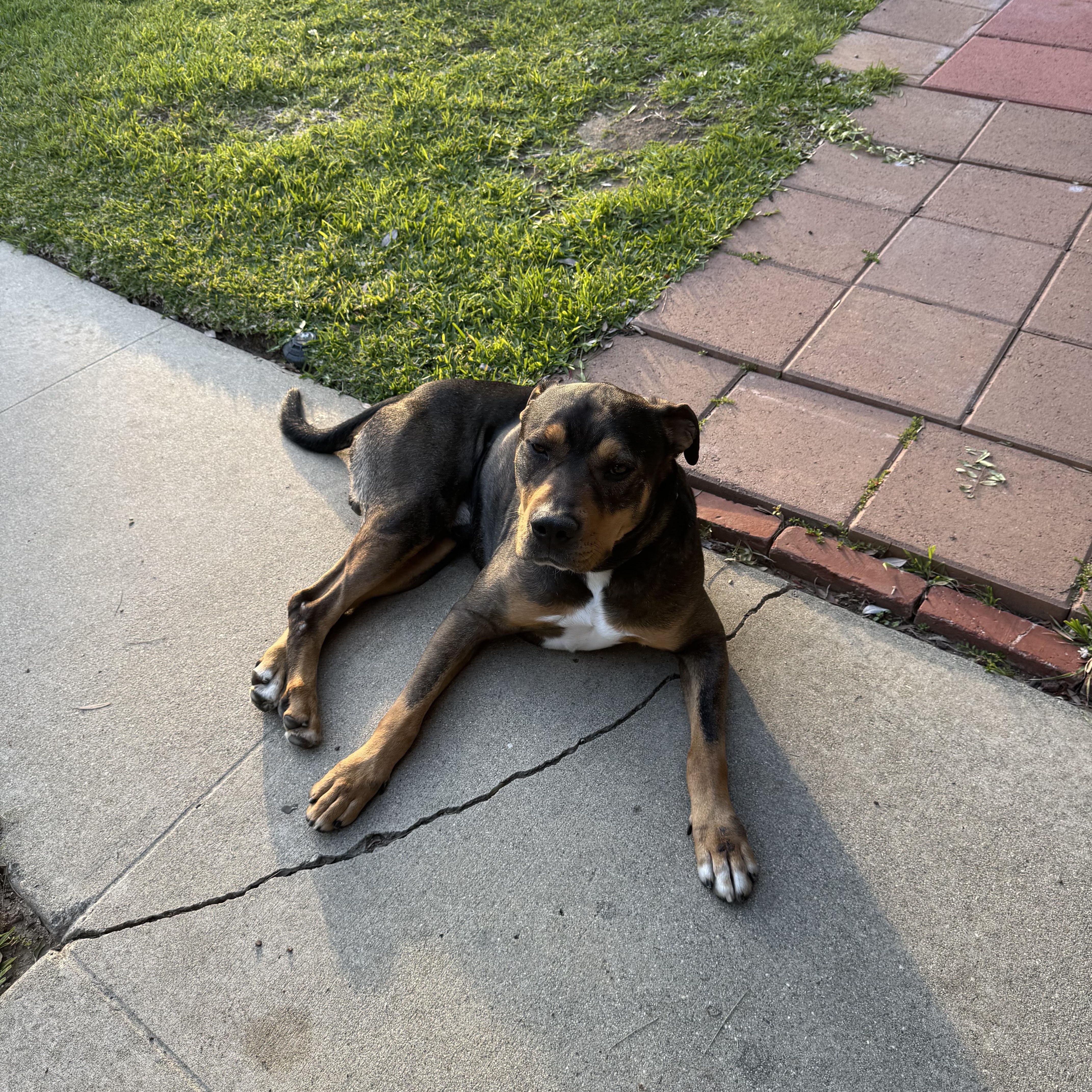 Enlarge Toretto, an adopted mixed breed in Marina del Rey, CA image 2/5