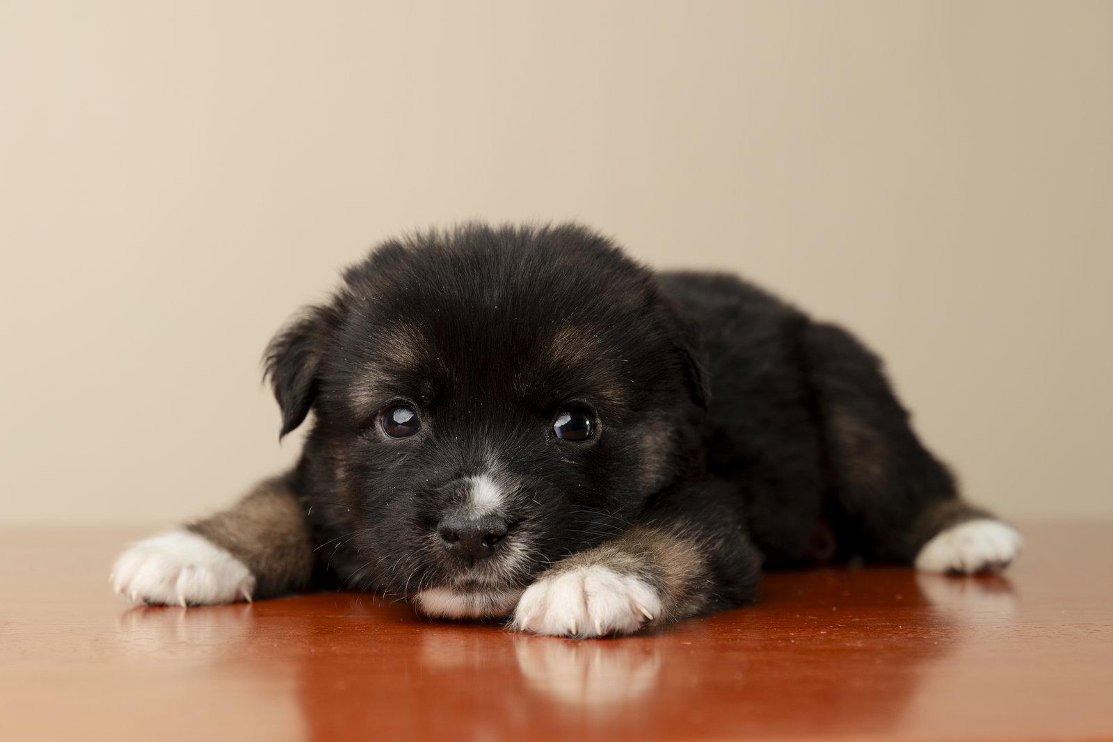 King Edward (NKA King Fluffy), Adopted, Puppy Male Shepherd & Labrador Retriever.