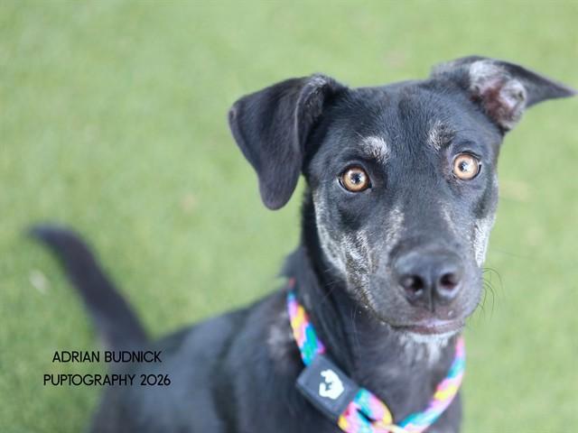 Jackie, Adoptable, Young Female Mixed Breed.