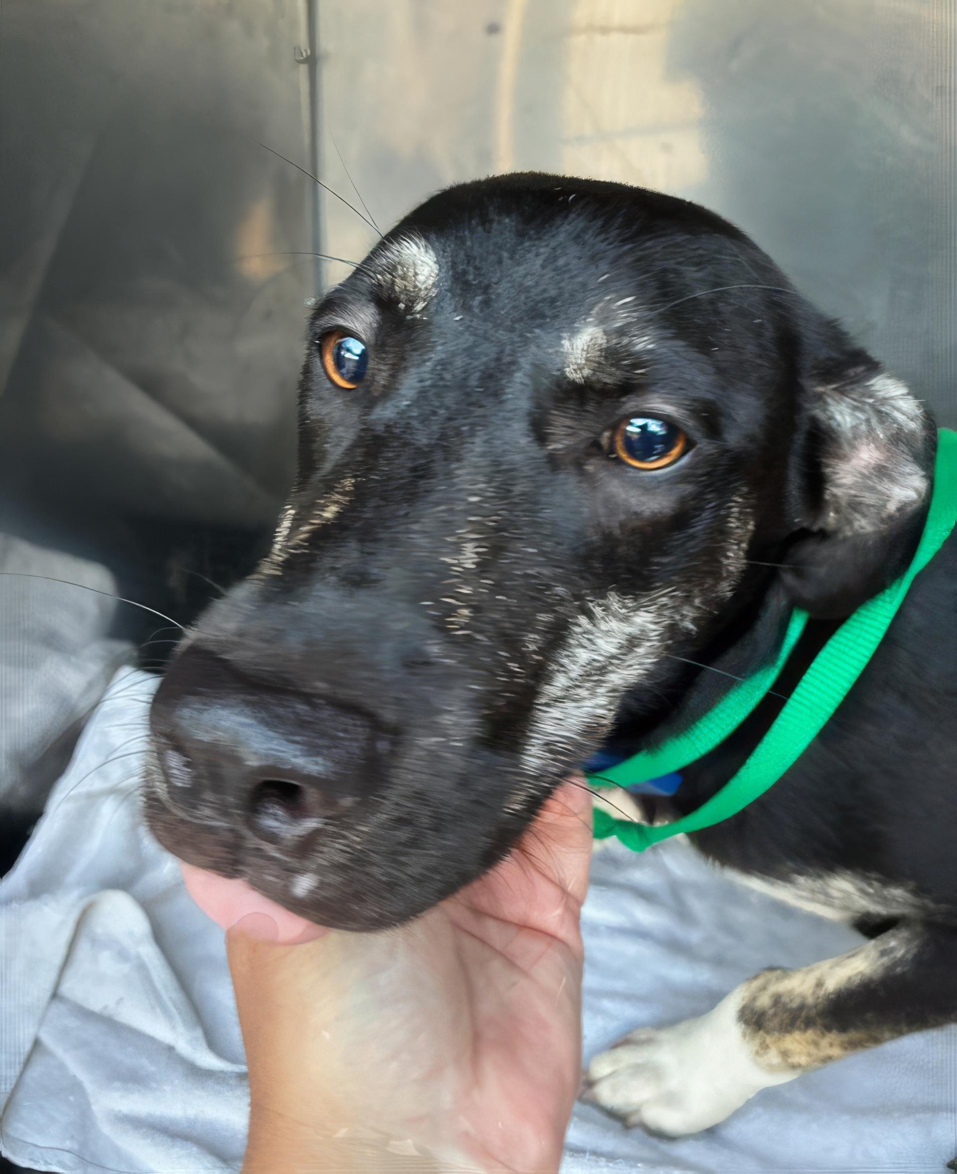 Enlarge Jackie, a Adoptable Mixed Breed in Nashville, TN image 2/2