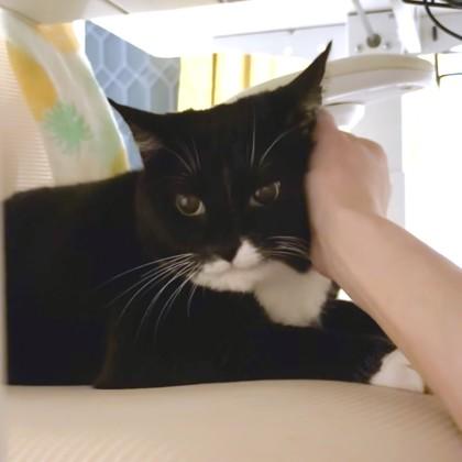 Felicia, Adoptable, Adult Female Domestic Short Hair & Domestic Short Hair.