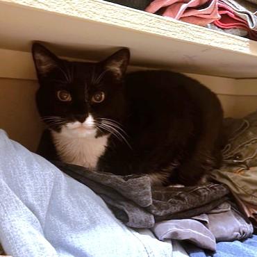 Enlarge Felicia, a Adoptable Domestic Short Hair in Washington, DC image 2/3