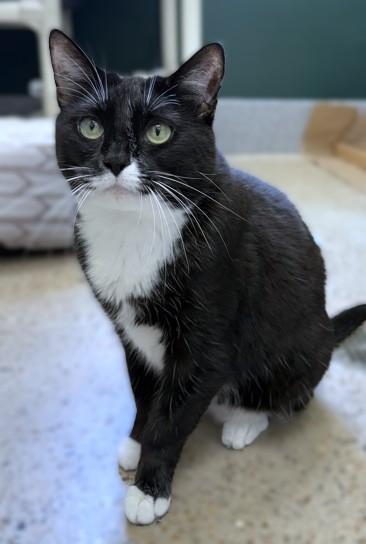 Enlarge Felicia, a Adoptable Domestic Short Hair in Washington, DC image 3/3