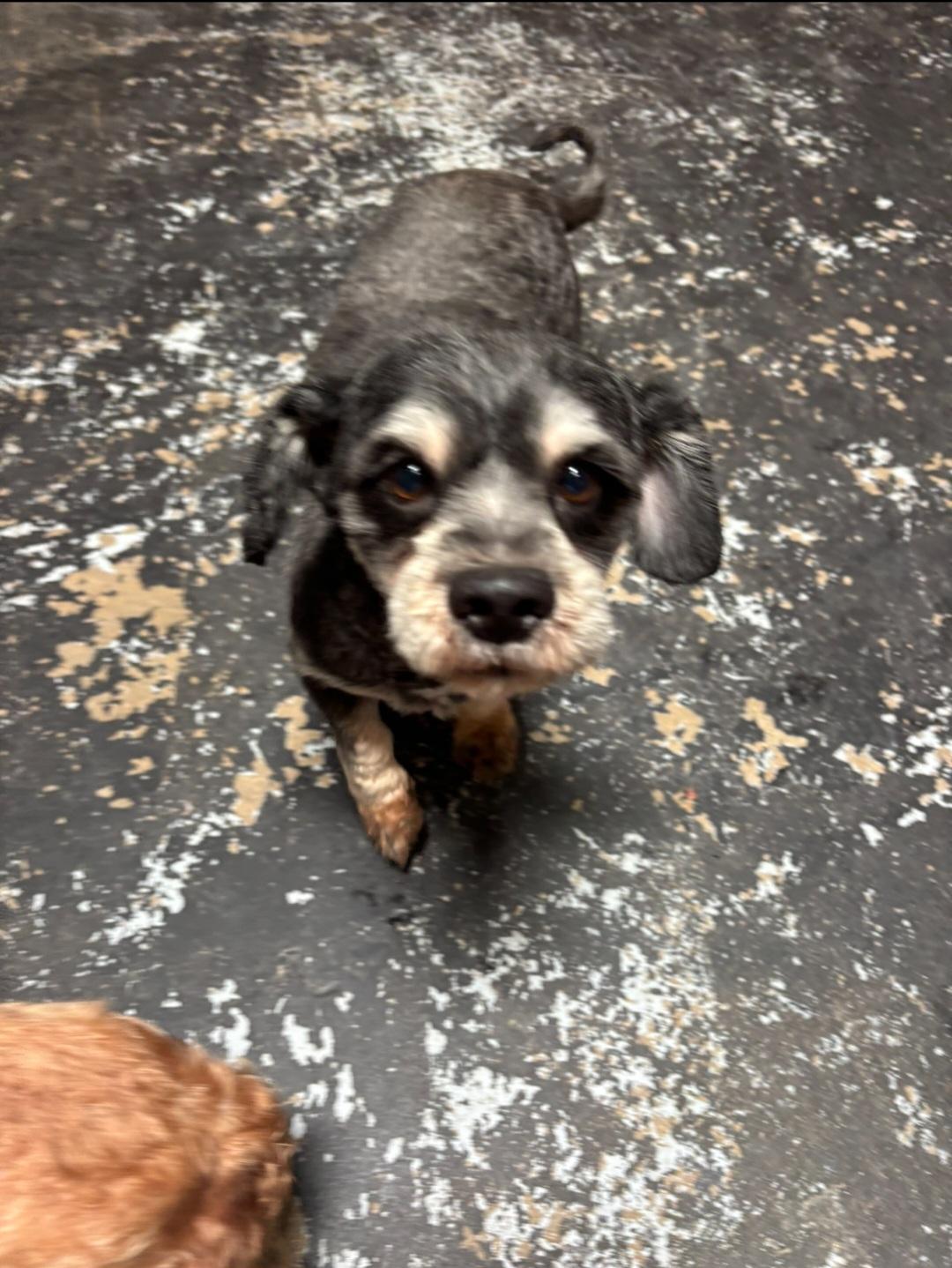 Walter, Adopted, Senior Male Cairn Terrier.