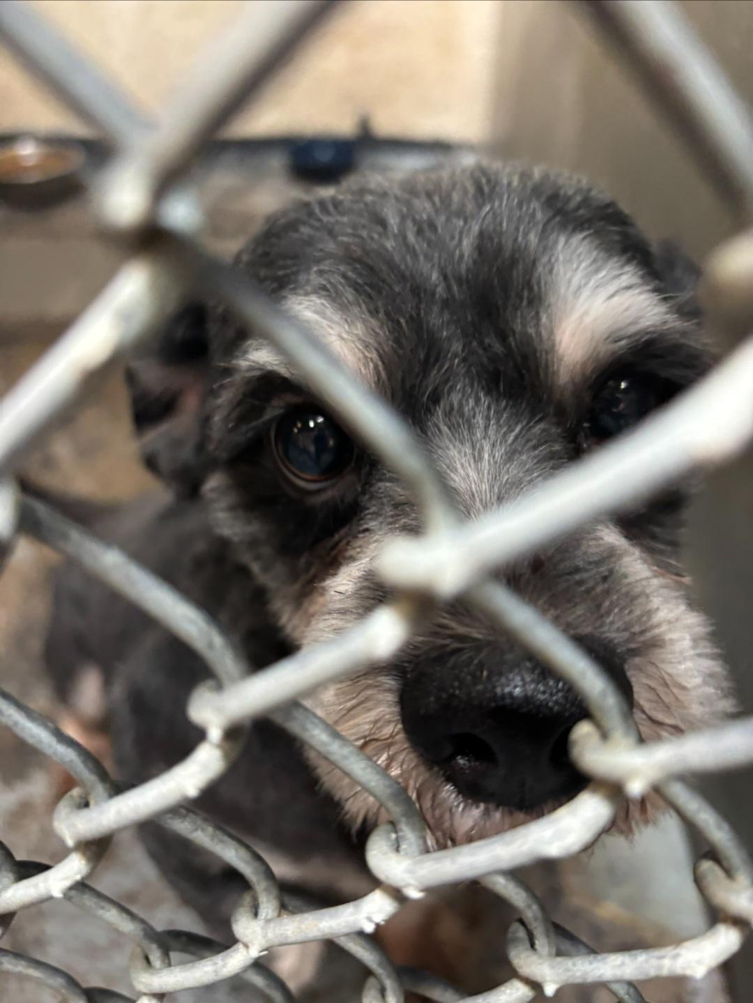 Enlarge Walter, a Adopted mixed breed in Cockrell Hill, TX image 2/2