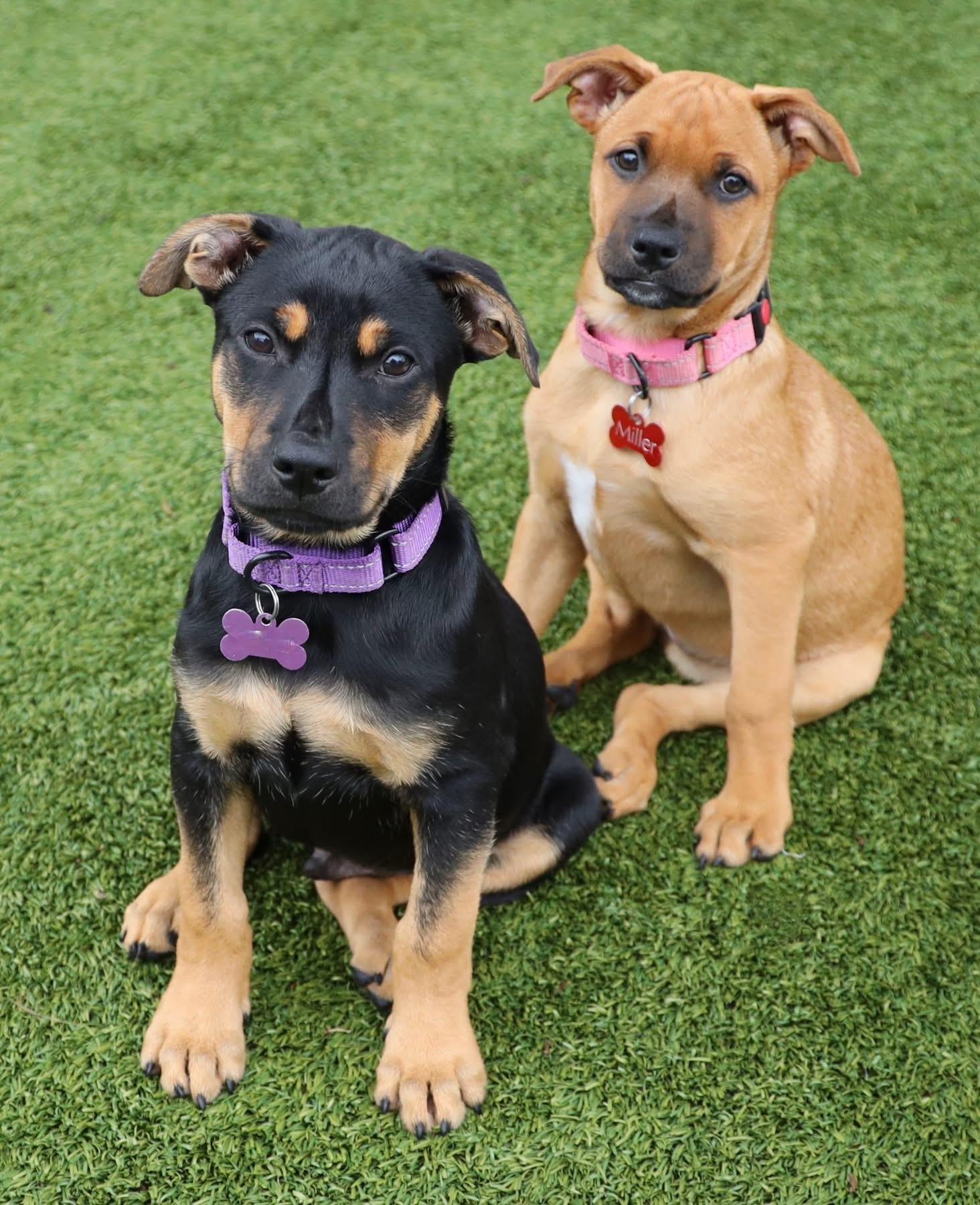 Enlarge Colt, a ADOPTABLE mixed breed in Southlake, TX image 2/3