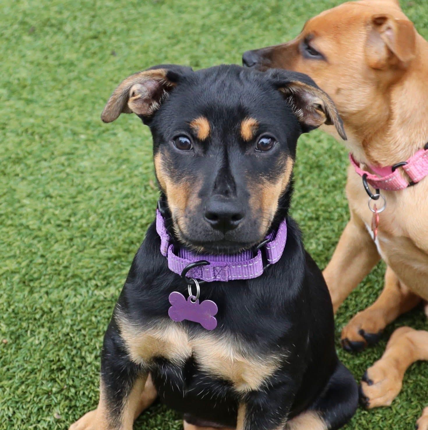 Enlarge Colt, a ADOPTABLE mixed breed in Southlake, TX image 3/3
