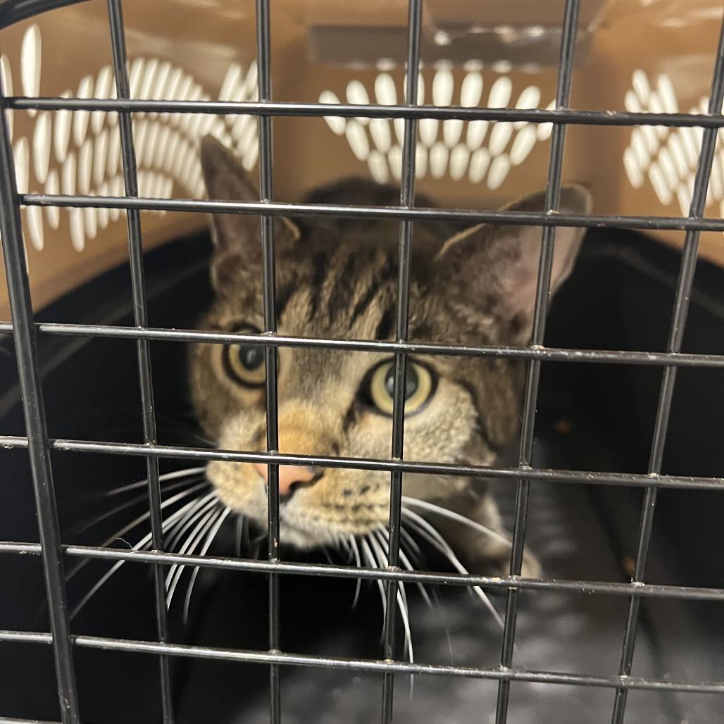 Mario, Adoptable, Adult Male Domestic Short Hair.