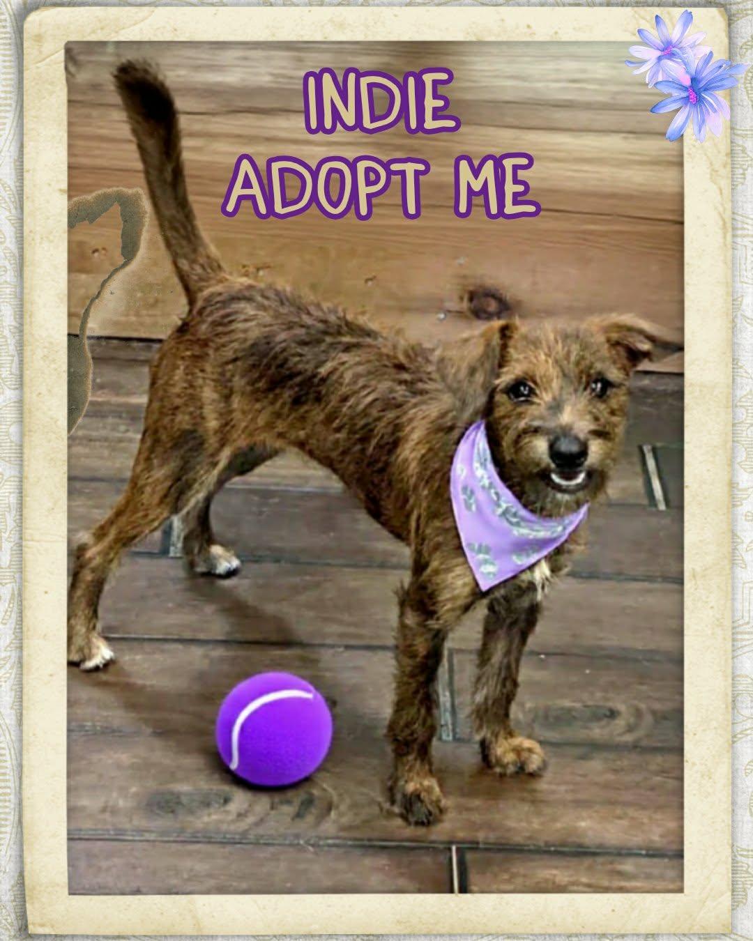 Enlarge Indie, a ADOPTABLE mixed breed in Grove, OK image 4/5
