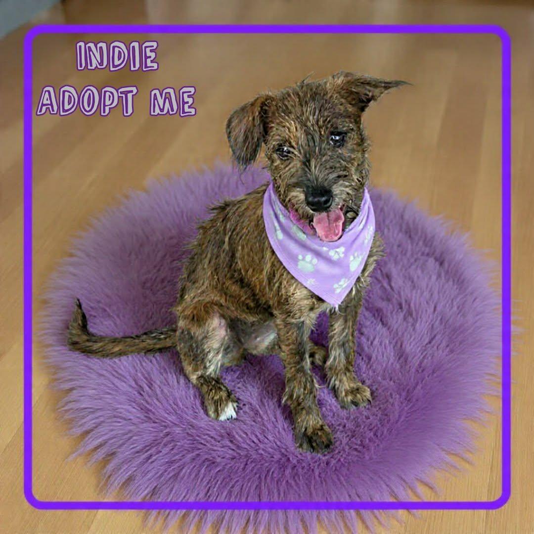 Indie, ADOPTABLE, Young Female Border Terrier & Irish Terrier.