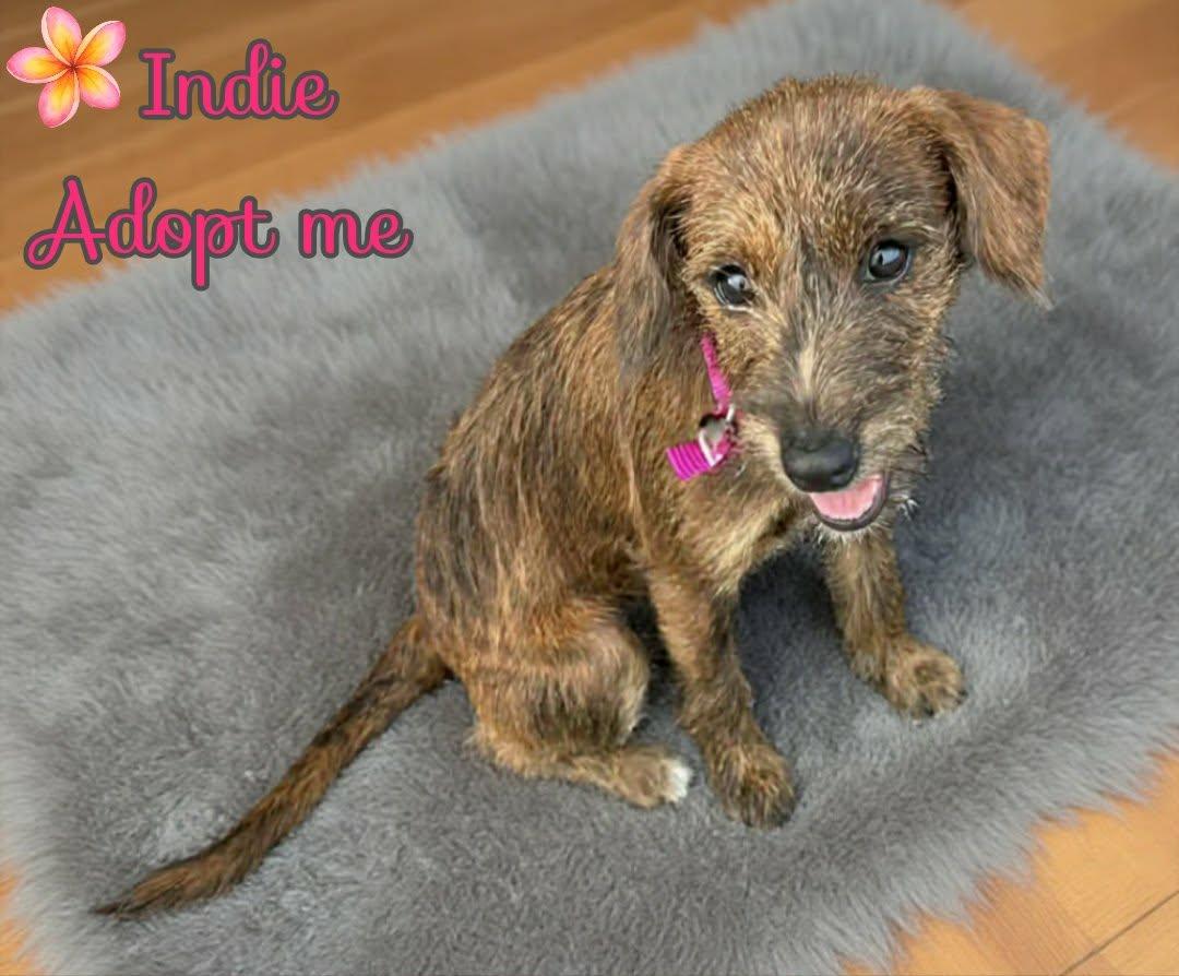Enlarge Indie, a ADOPTABLE mixed breed in Grove, OK image 5/5