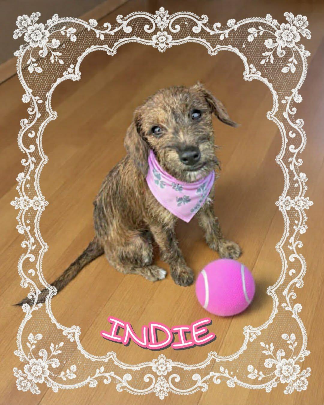 Enlarge Indie, a ADOPTABLE mixed breed in Grove, OK image 3/5