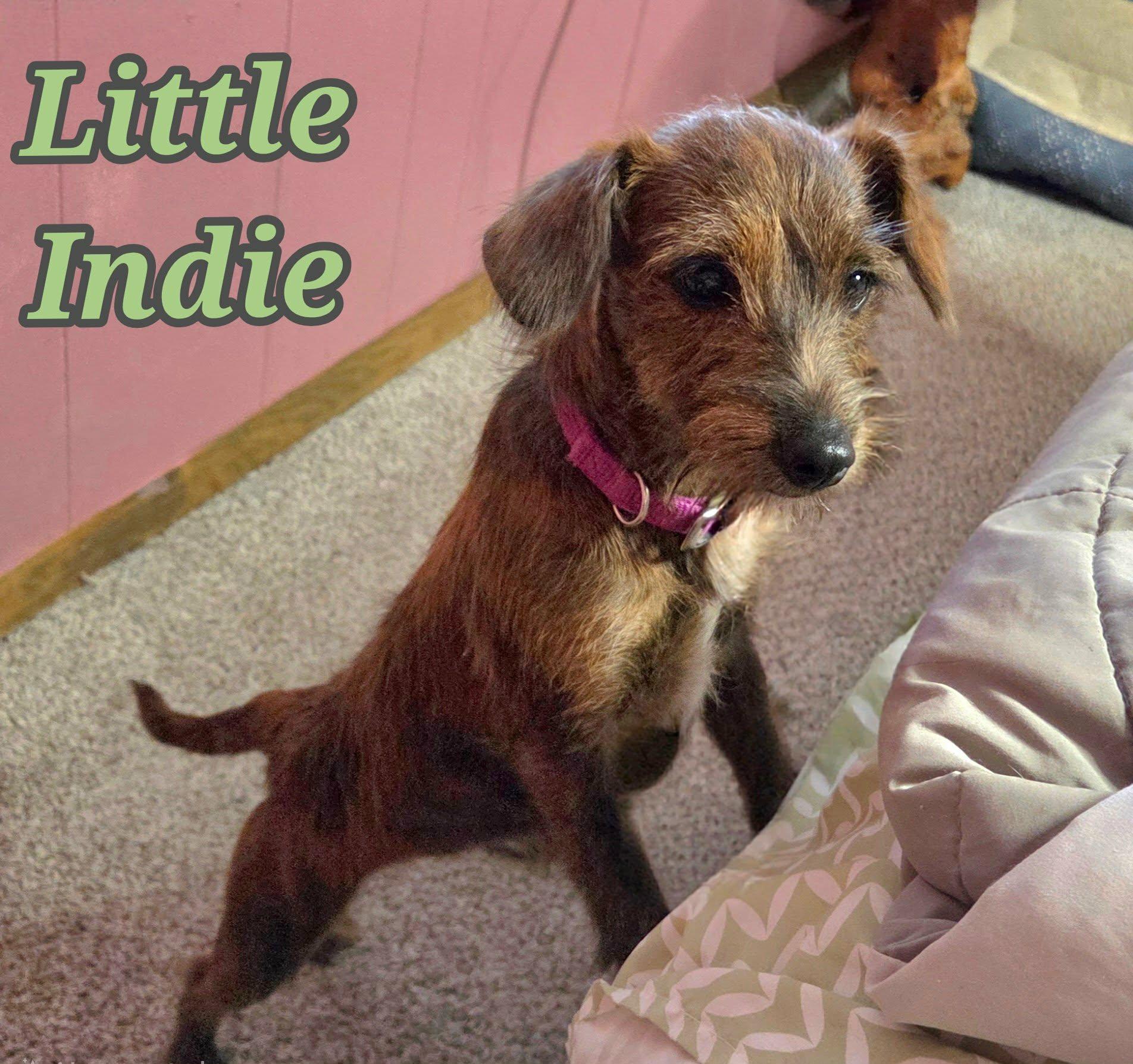 Enlarge Indie, a ADOPTABLE mixed breed in Grove, OK image 2/5